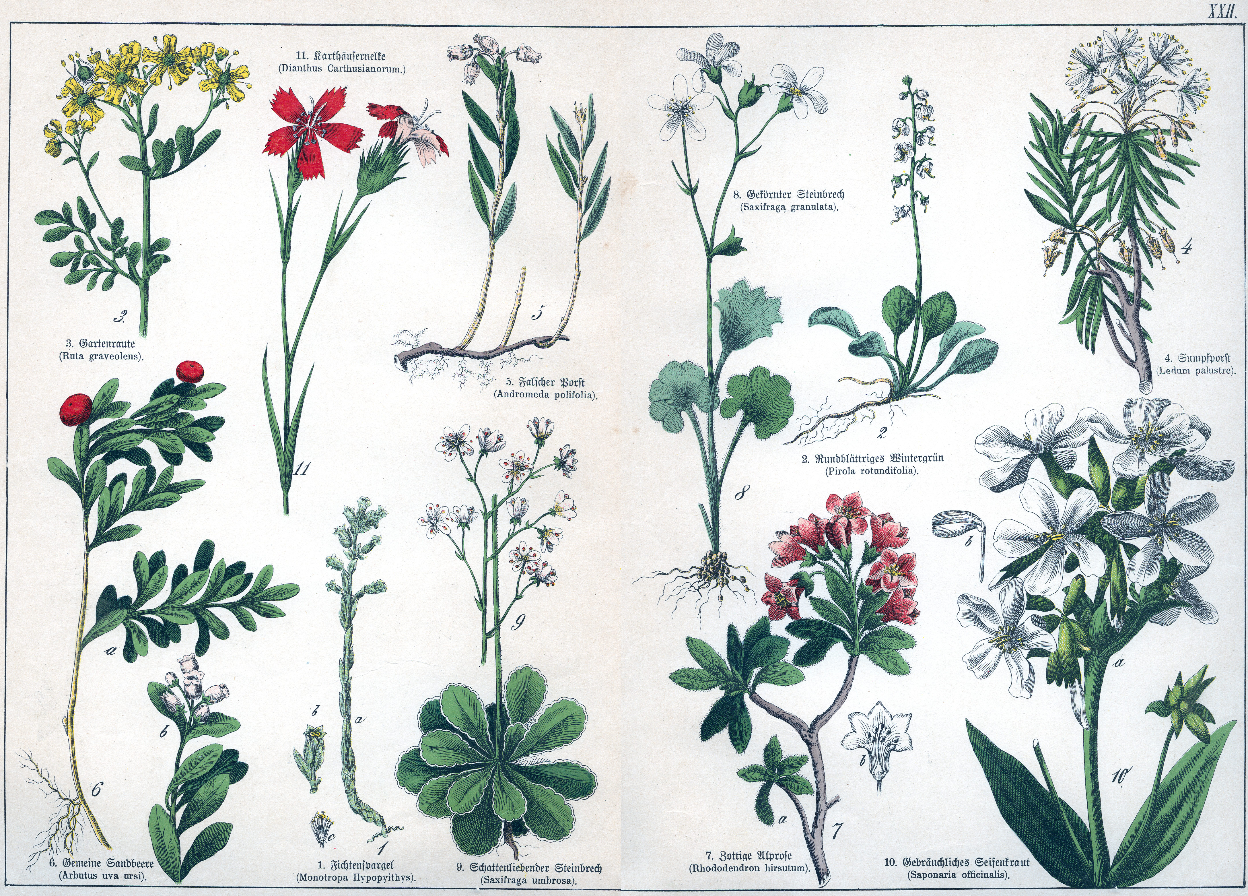 Naturgeschichte des Pflanzenreichs Tafel XXII
