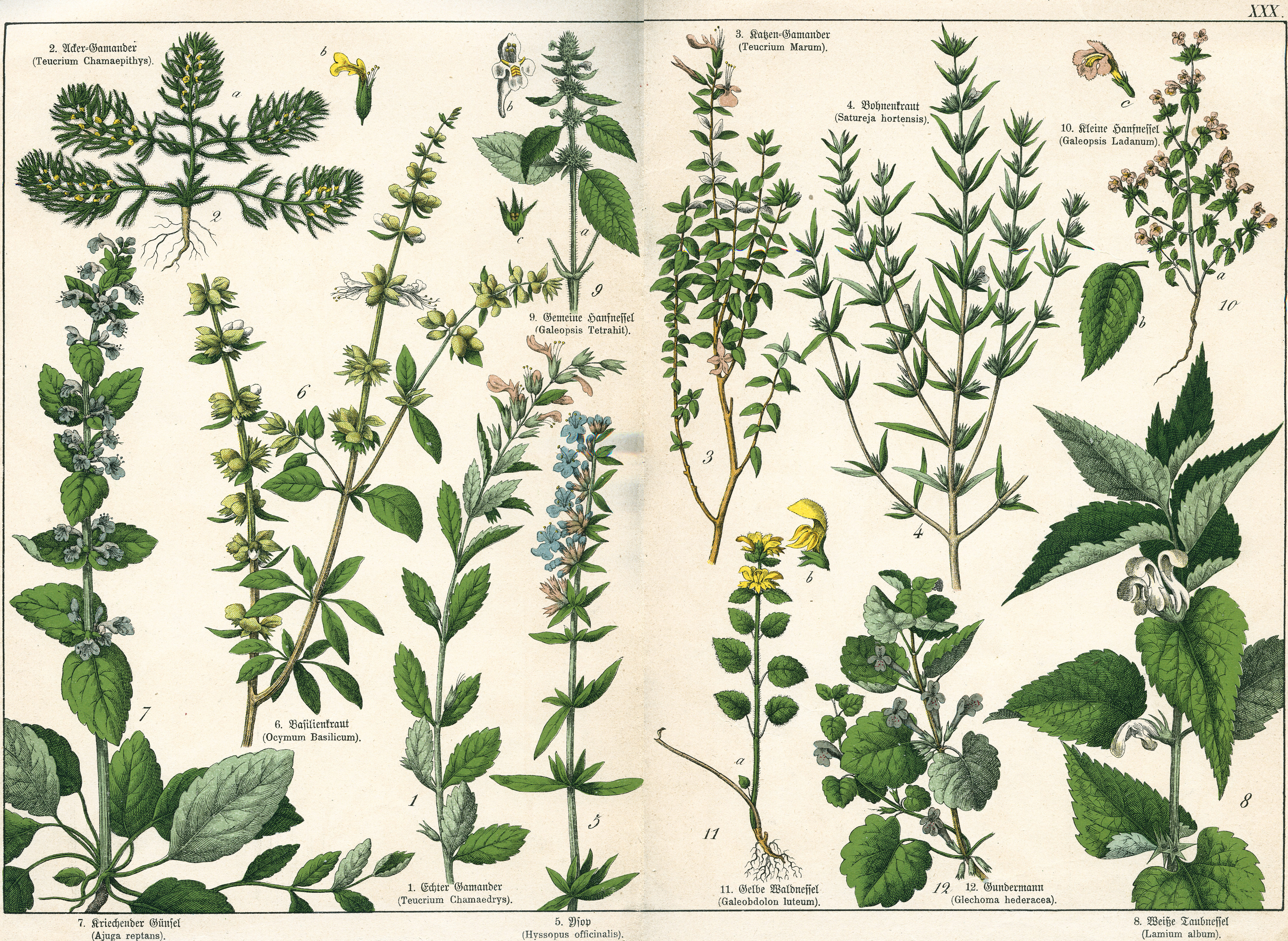 Naturgeschichte des Pflanzenreichs Tafel XXX