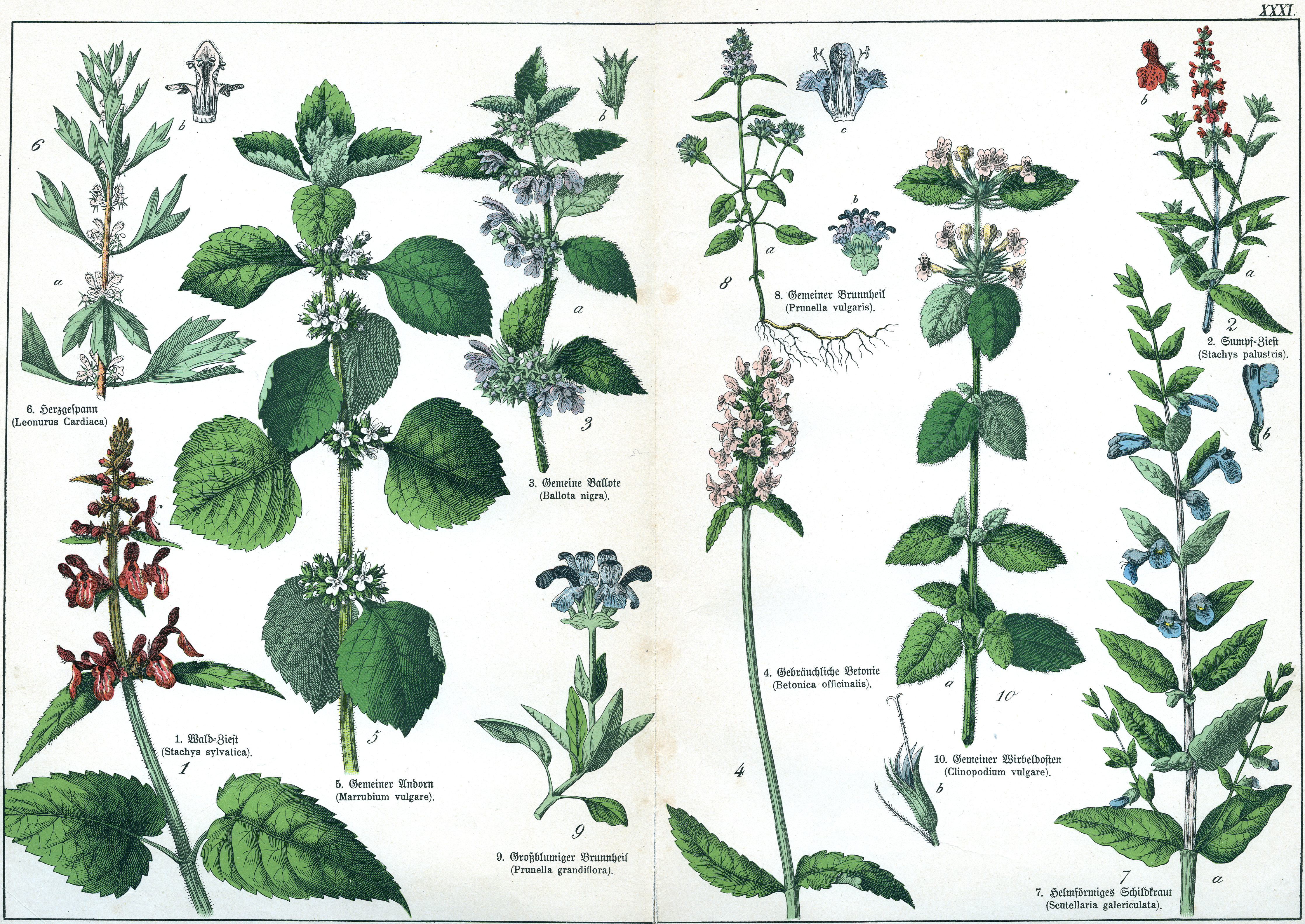 Naturgeschichte des Pflanzenreichs Tafel XXXI