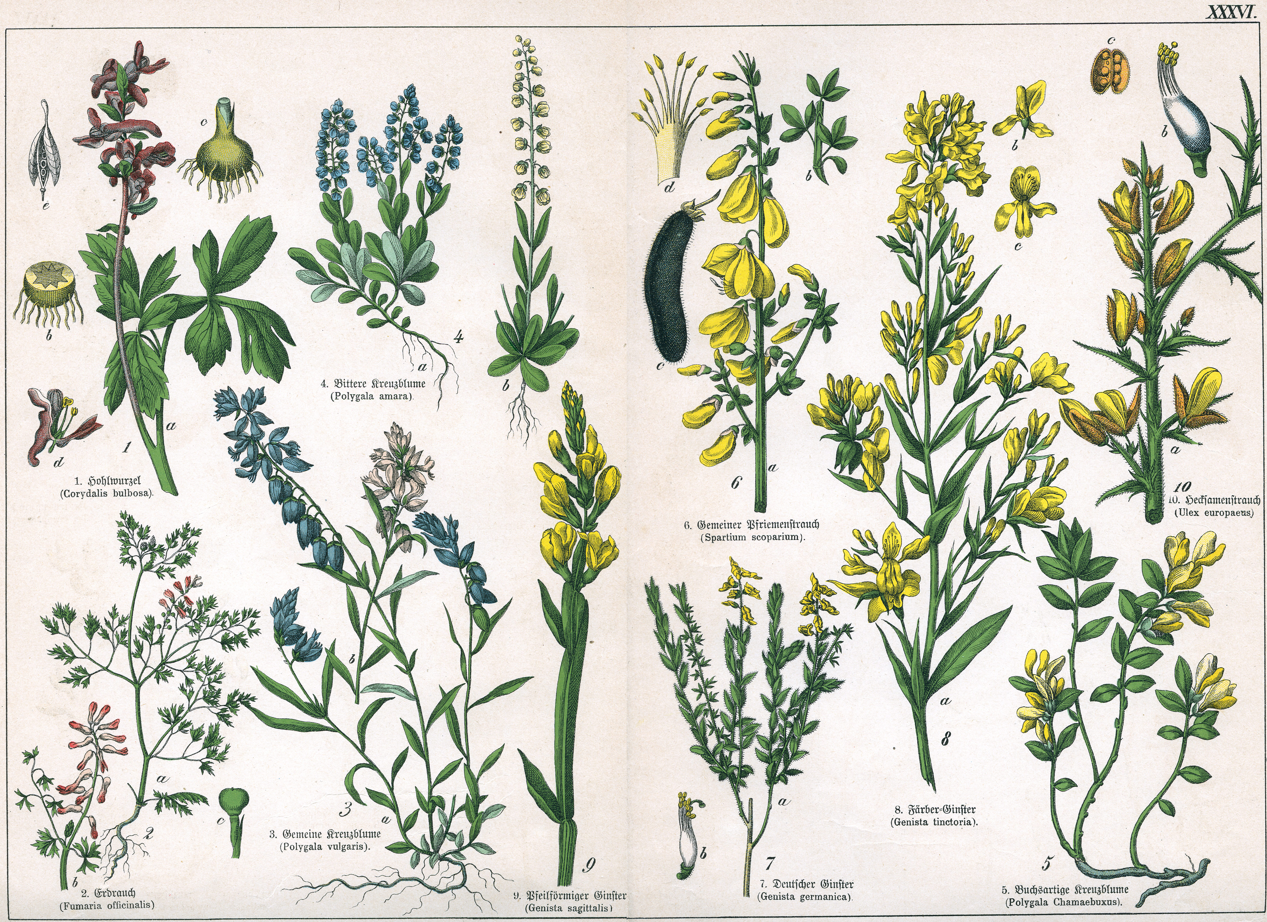 Naturgeschichte des Pflanzenreichs Tafel XXXVI