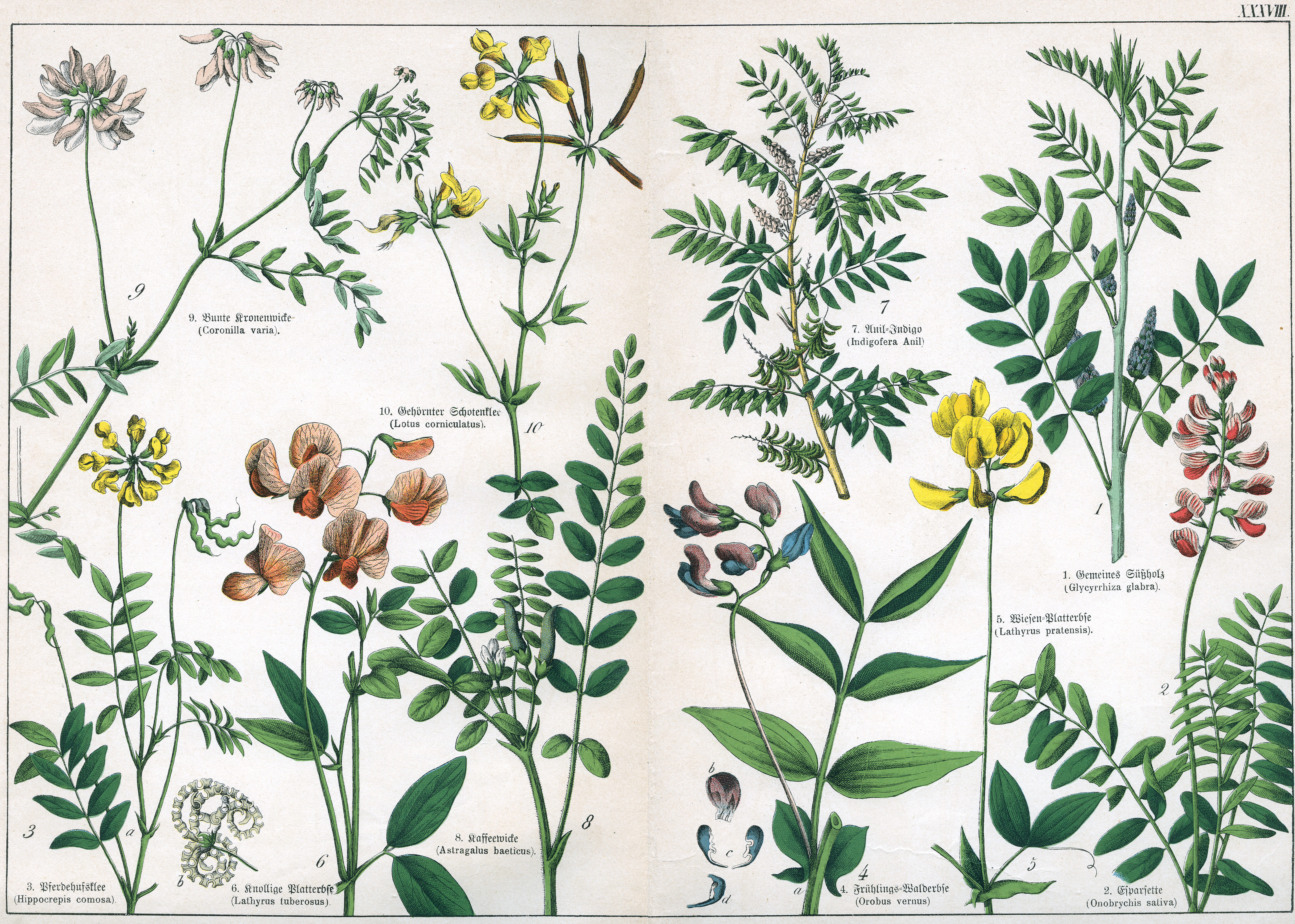 Naturgeschichte des Pflanzenreichs Tafel XXXVIII