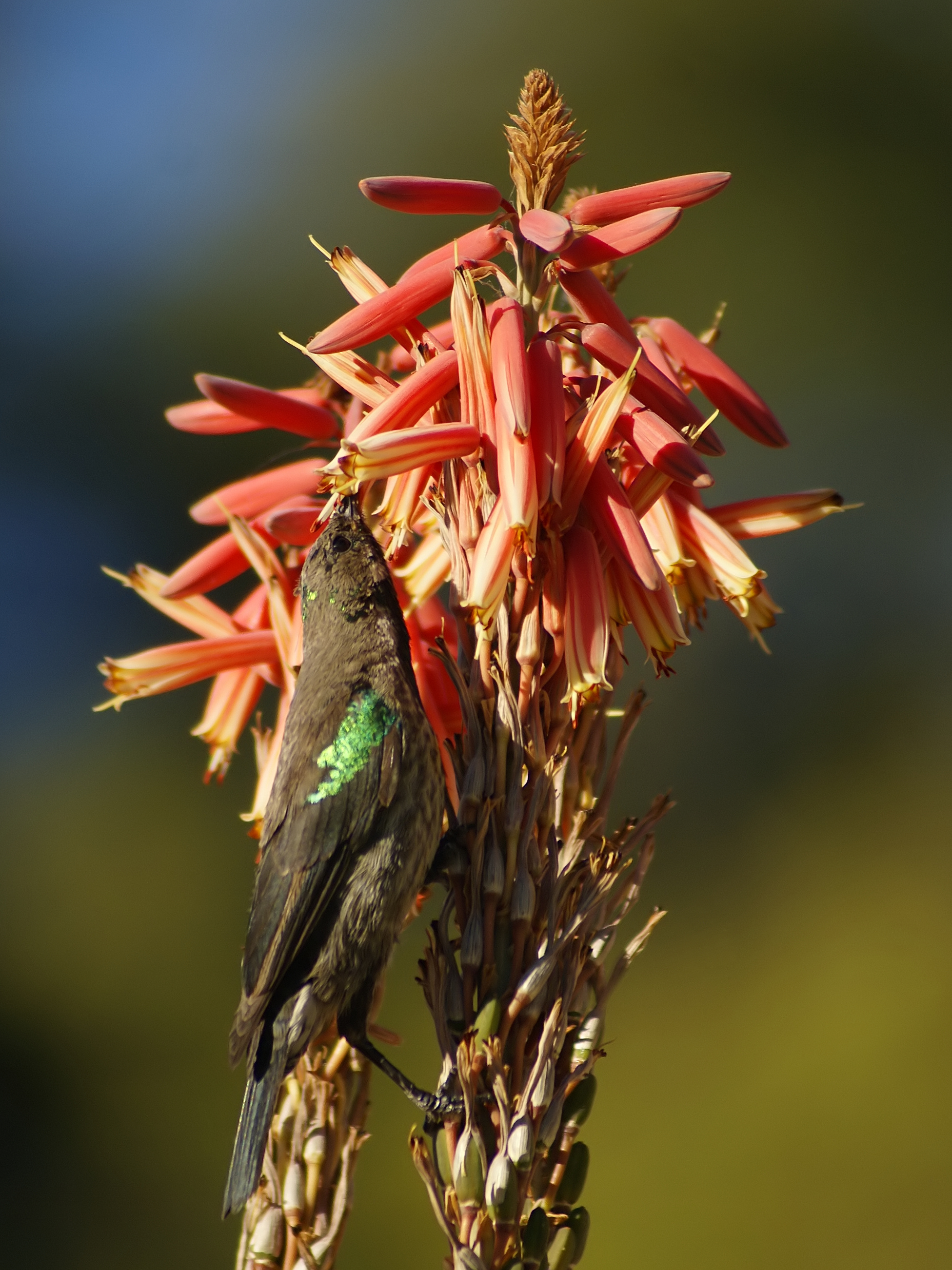 Nectarinia mariquensis (subadult) 3