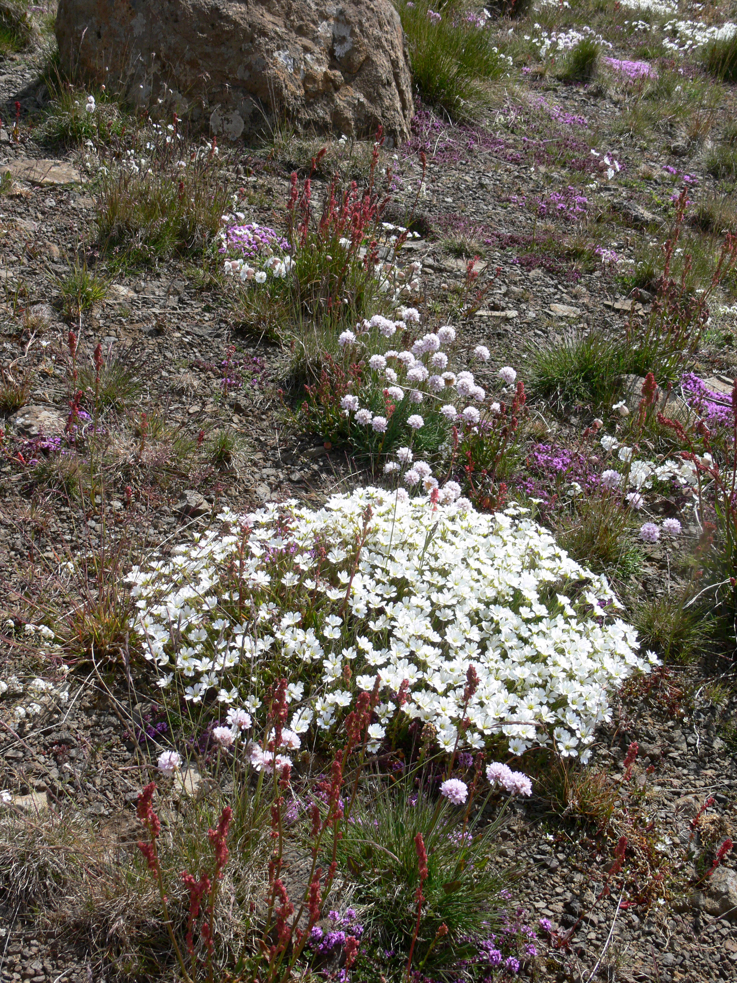 Nelkengewächse (unidentified)