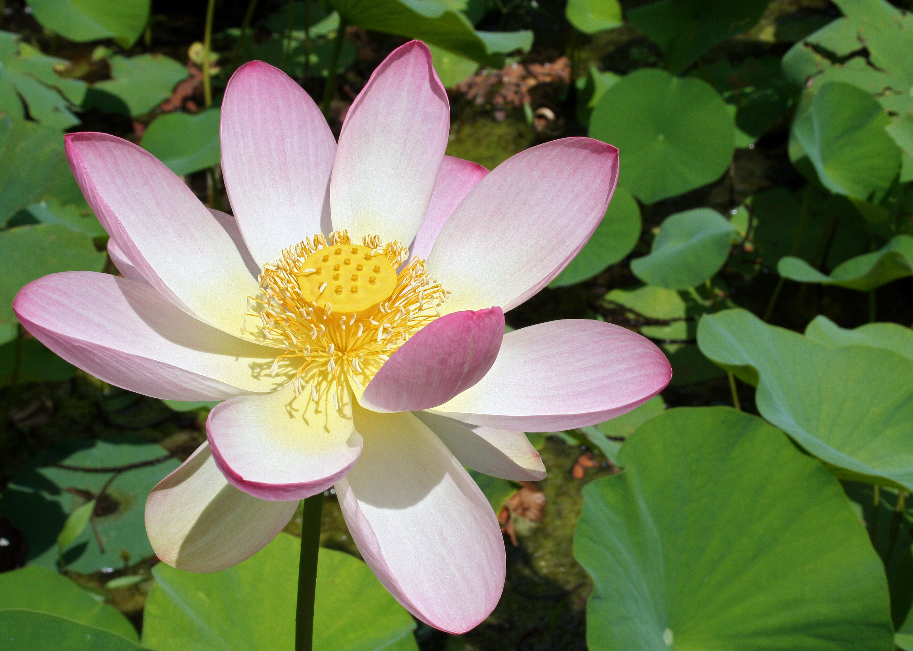 Nelumbo-nucifera-lotosblume