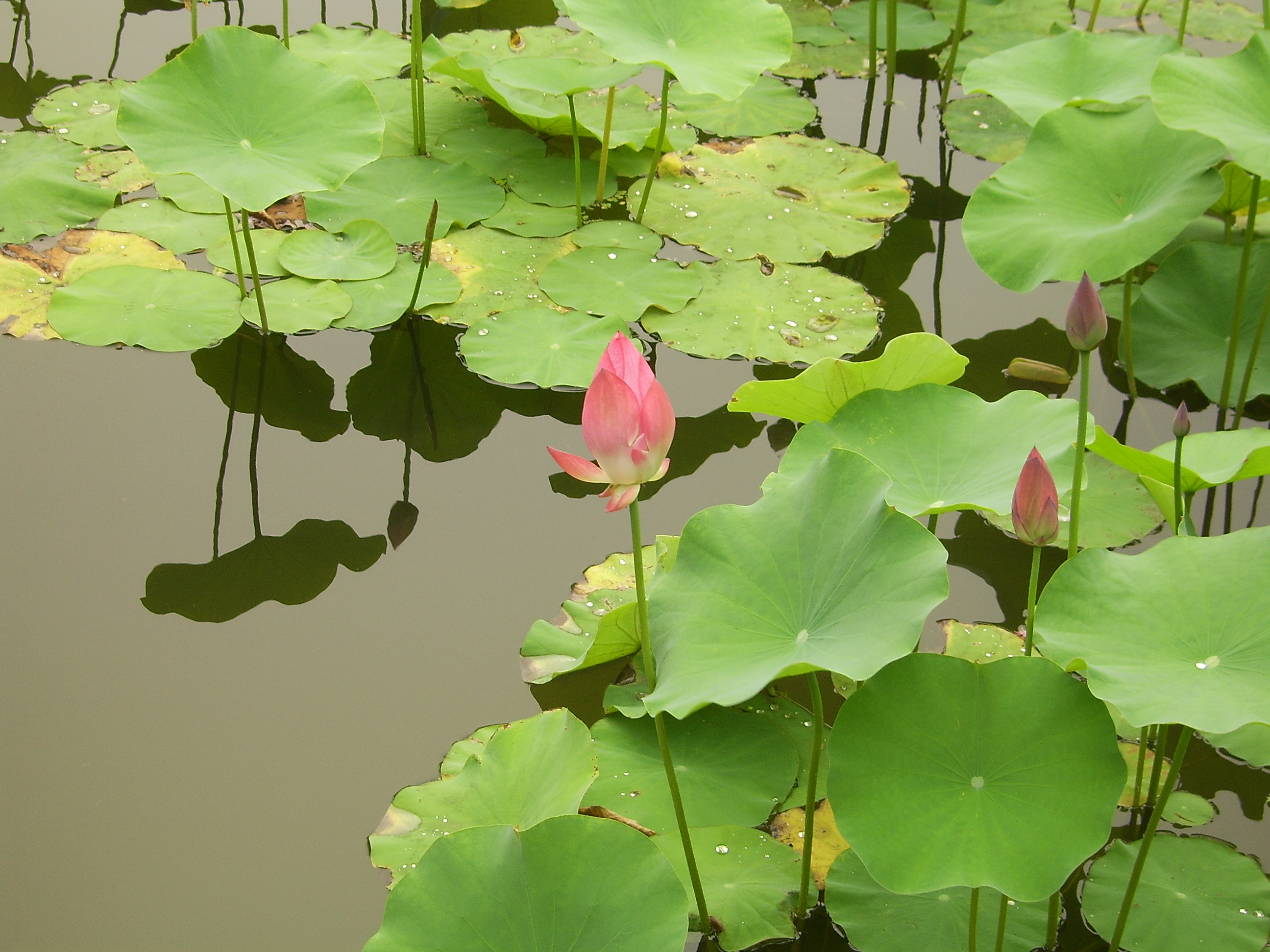Nelumbo nucifera-beijing