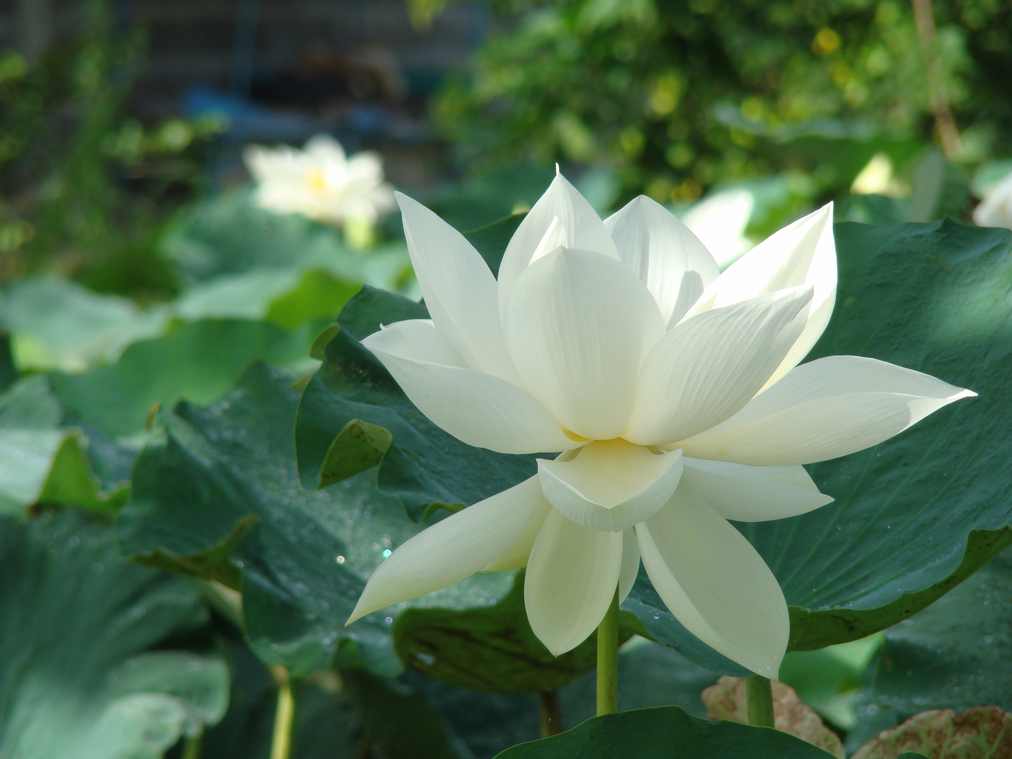 Nelumbo nucifera02