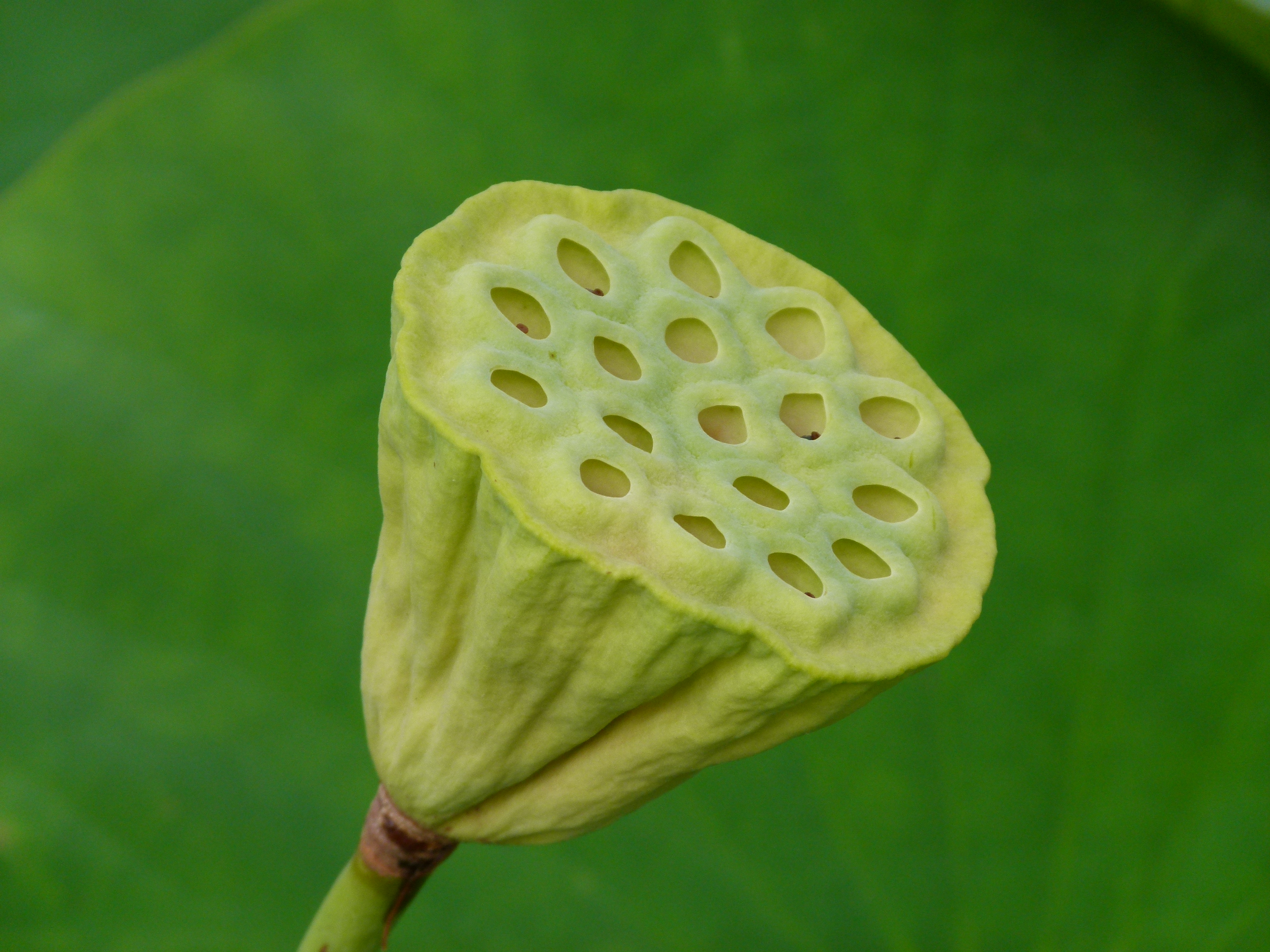Nelumbo nucifera (fruit)