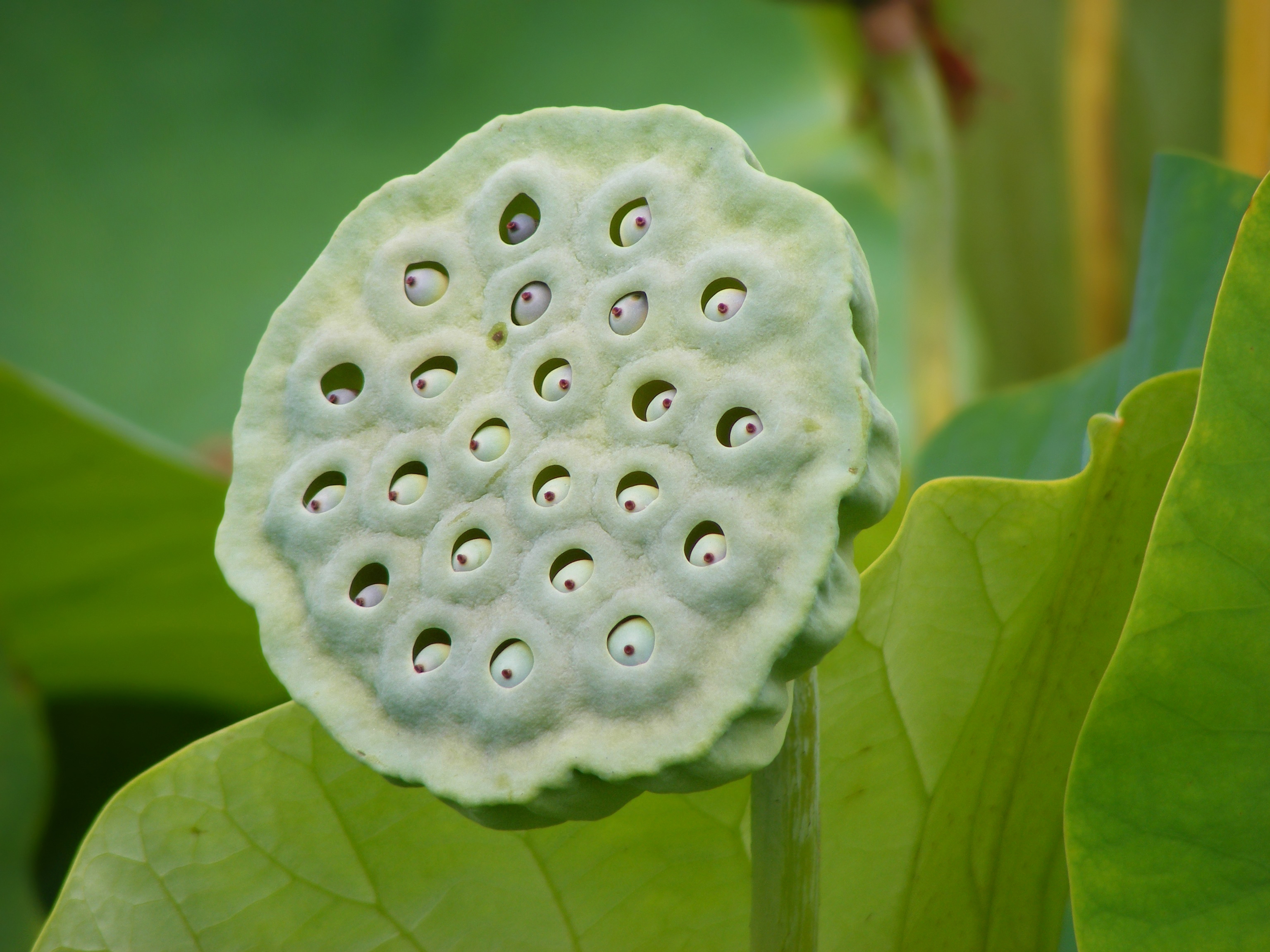 Nelumbo Nucifera fruit - botanic garden Adelaide