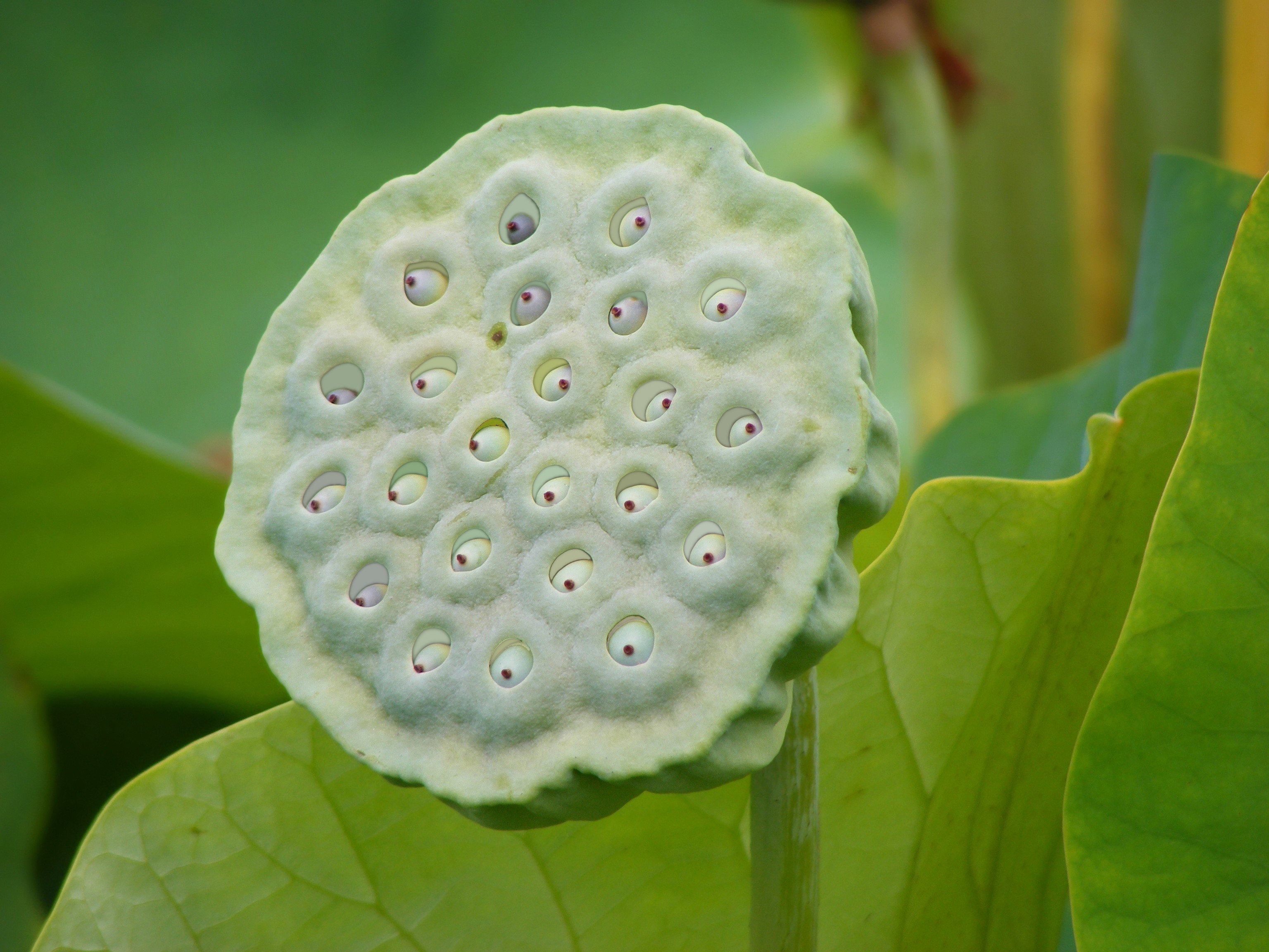 Nelumbo Nucifera fruit - botanic garden Adelaide (trypophobia)