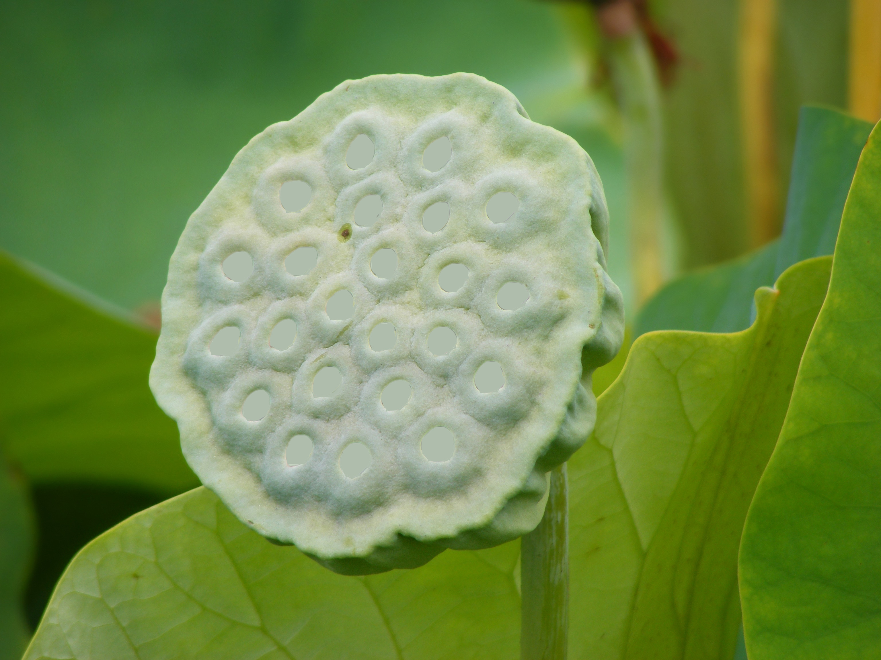Nelumbo Nucifera fruit - botanic garden Adelaide (trypophobia C)