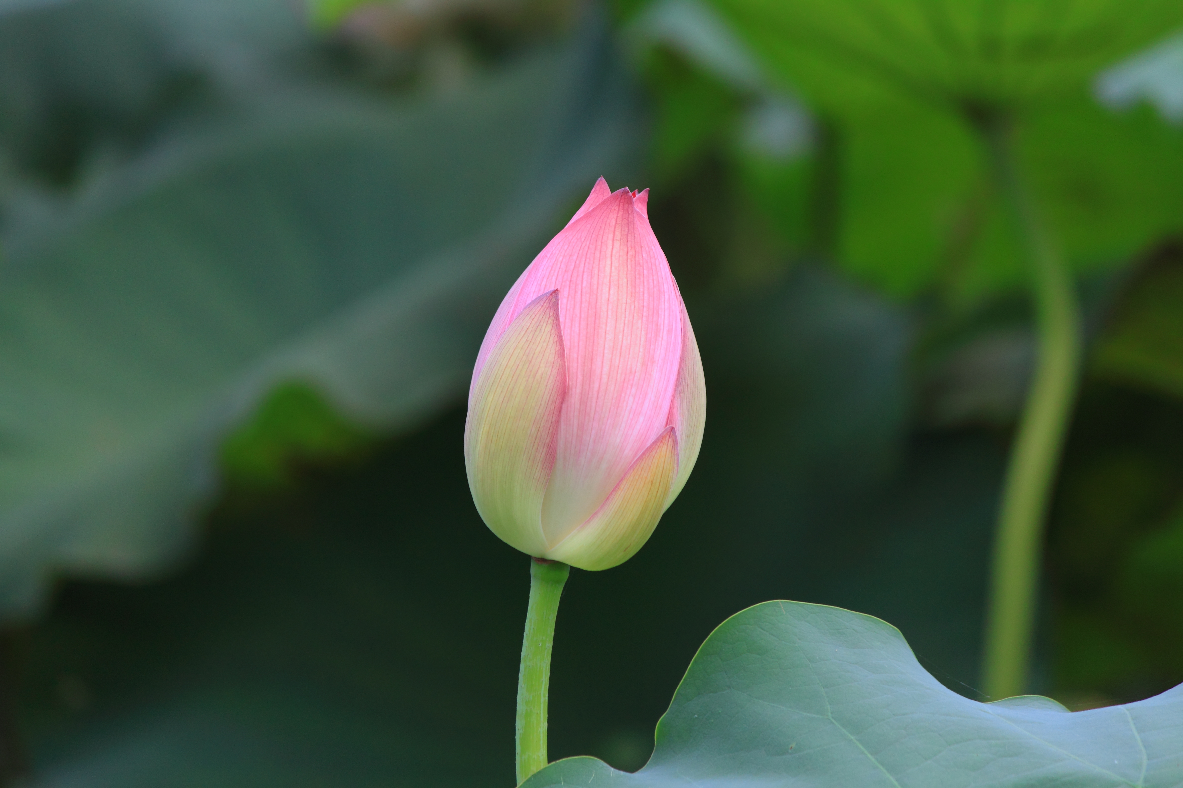 Nelumbo nucifera in Wuyishan Wufu 2012.08.24 13-27-19