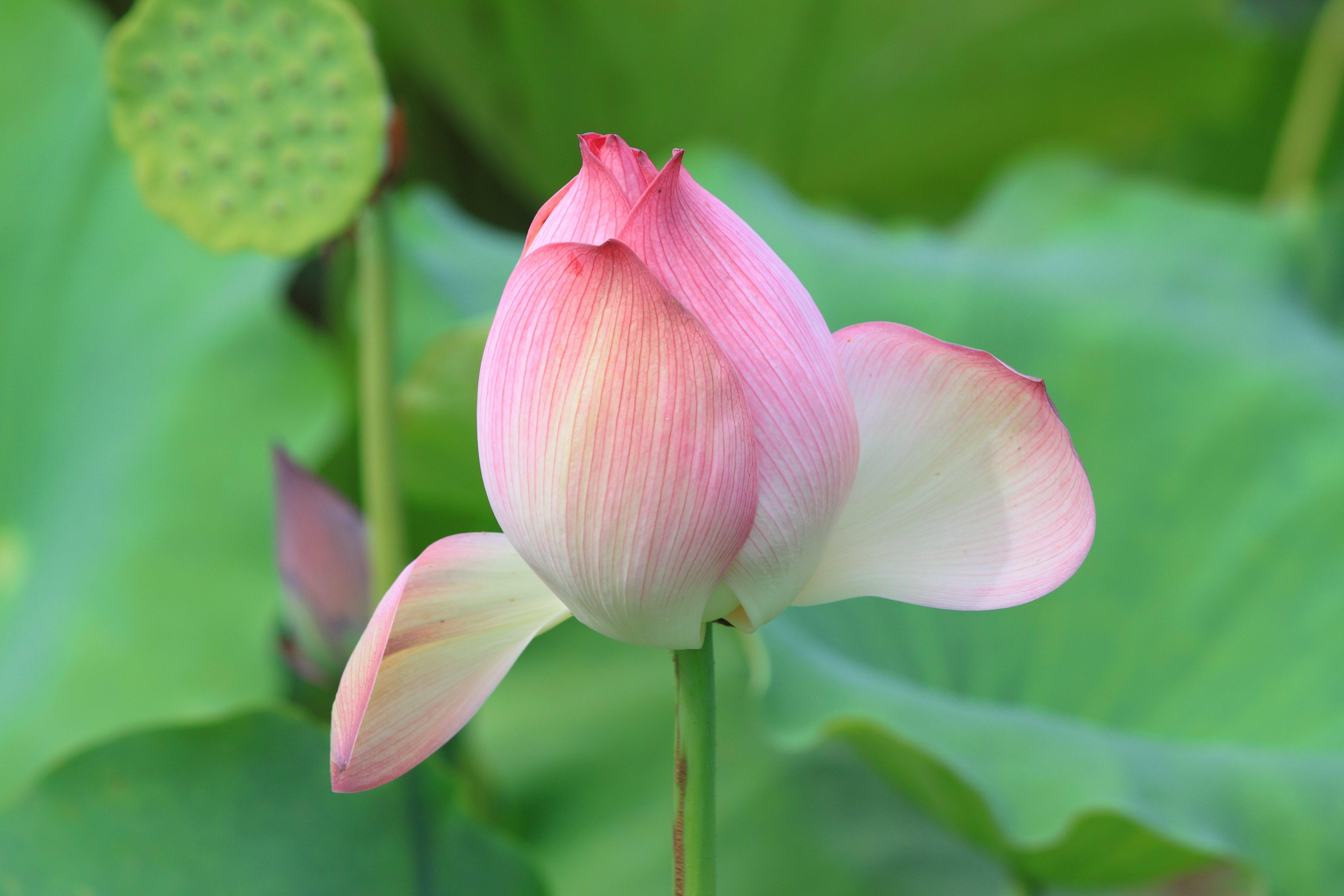 Nelumbo nucifera in Wuyishan Wufu 2012.08.24 15-32-23