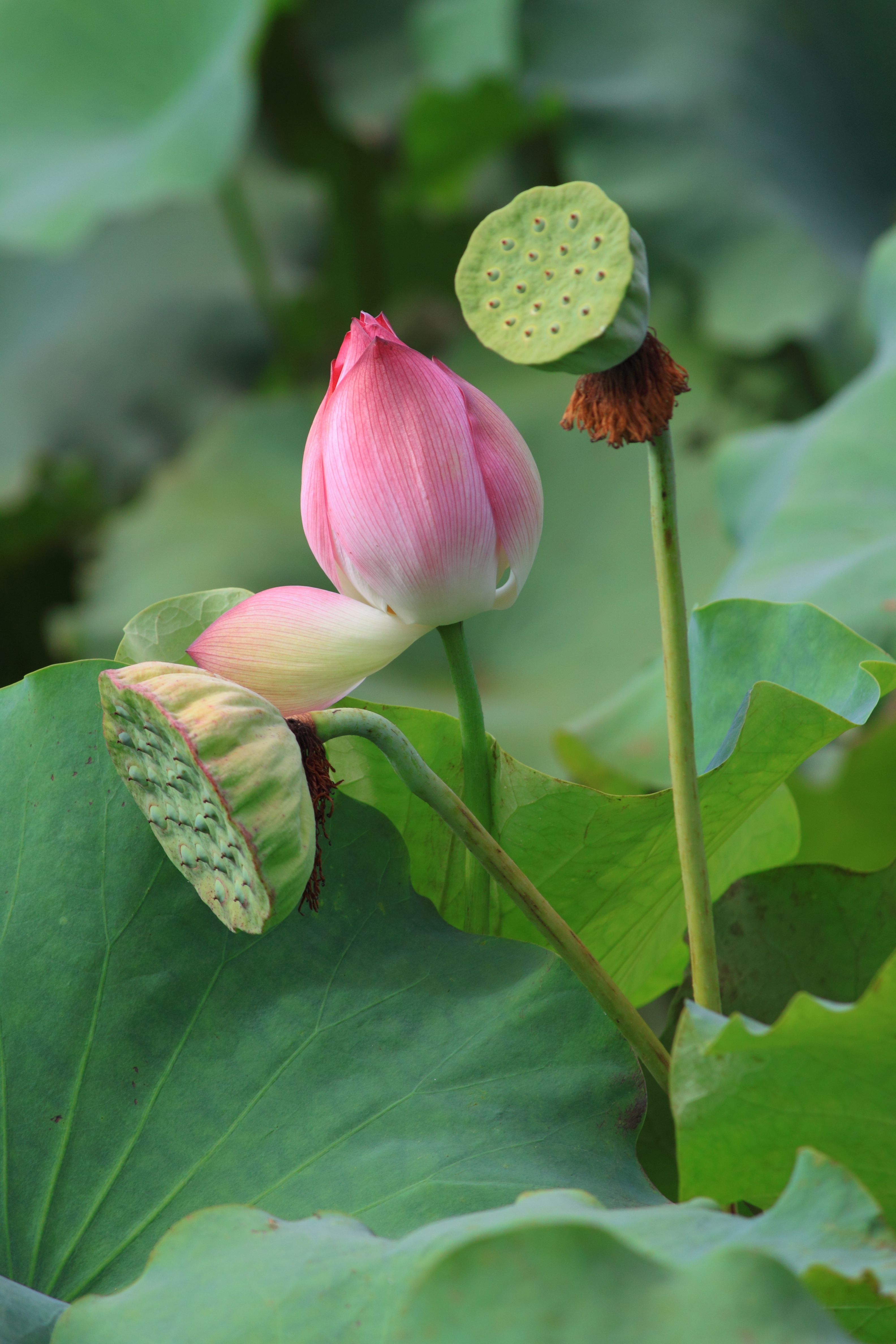 Nelumbo nucifera in Wuyishan Wufu 2012.08.24 15-34-19