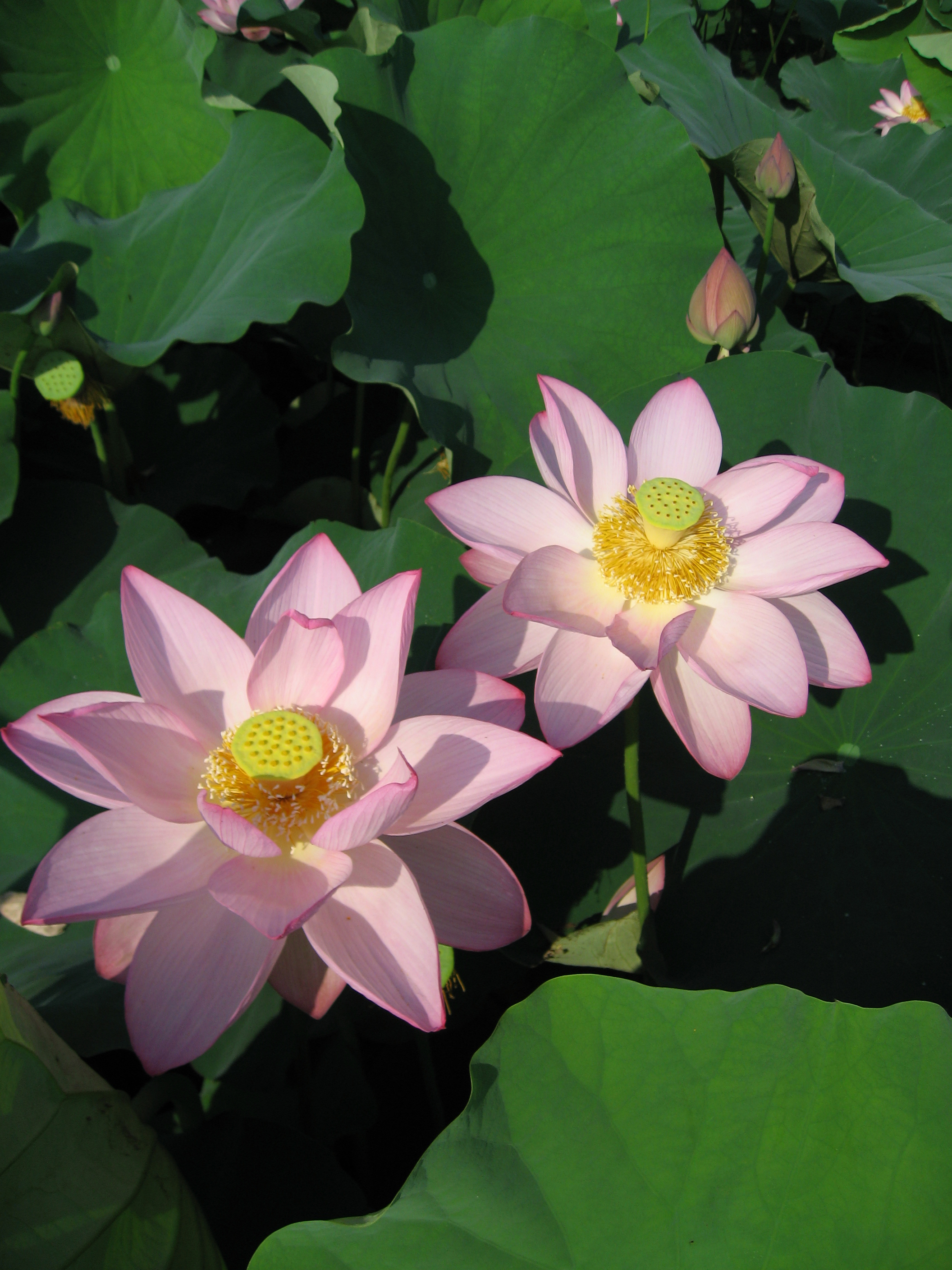 Nelumbo nucifera Oga02