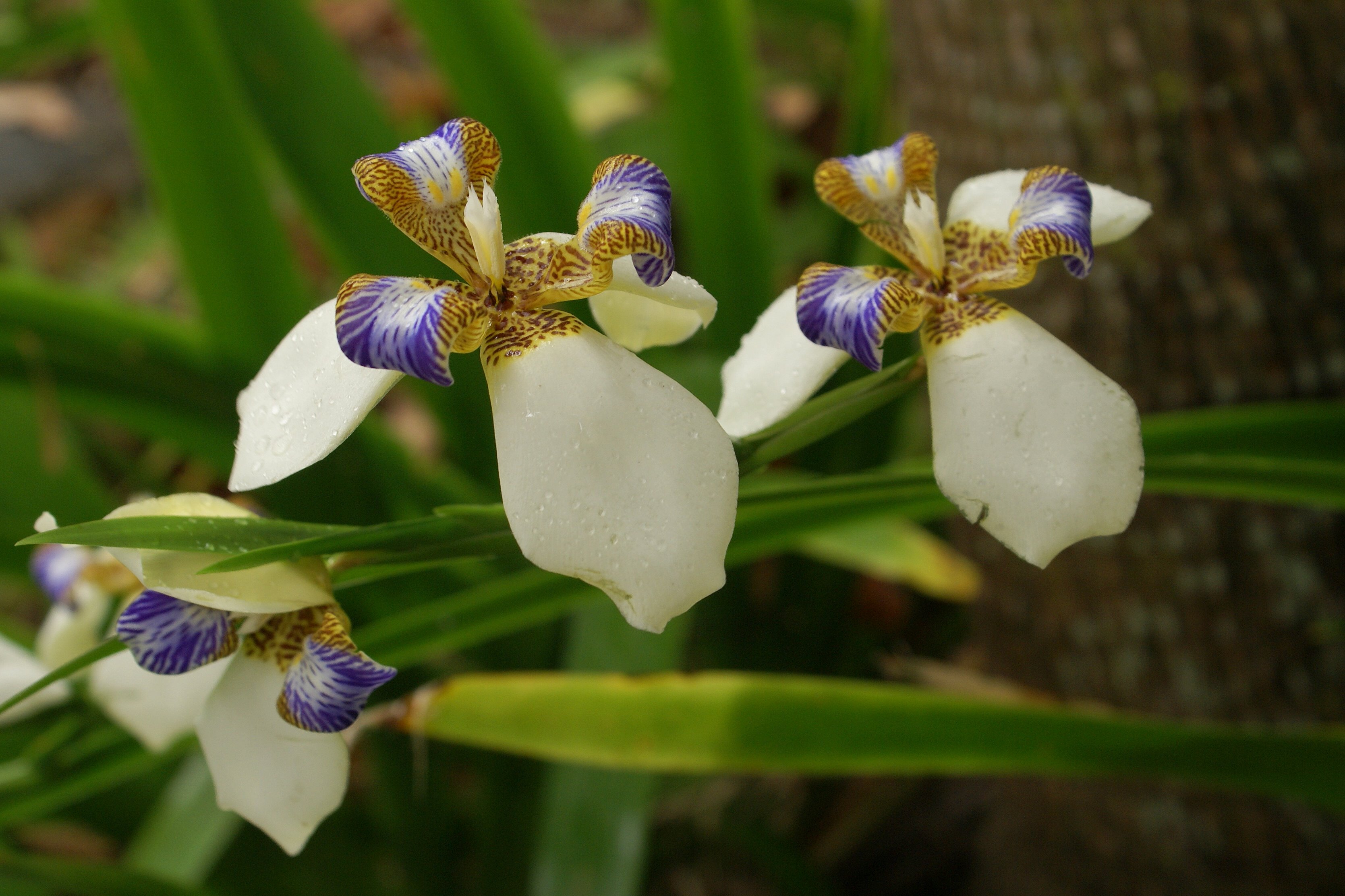 Neomarica gracilis 3