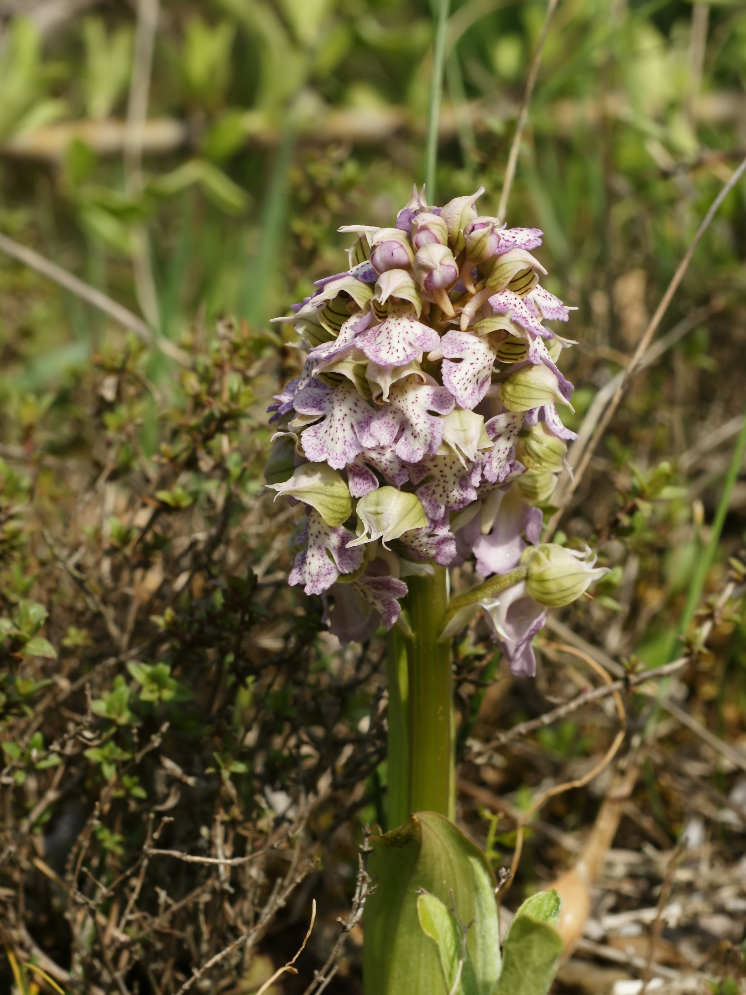 Neotinea lactea (plant)