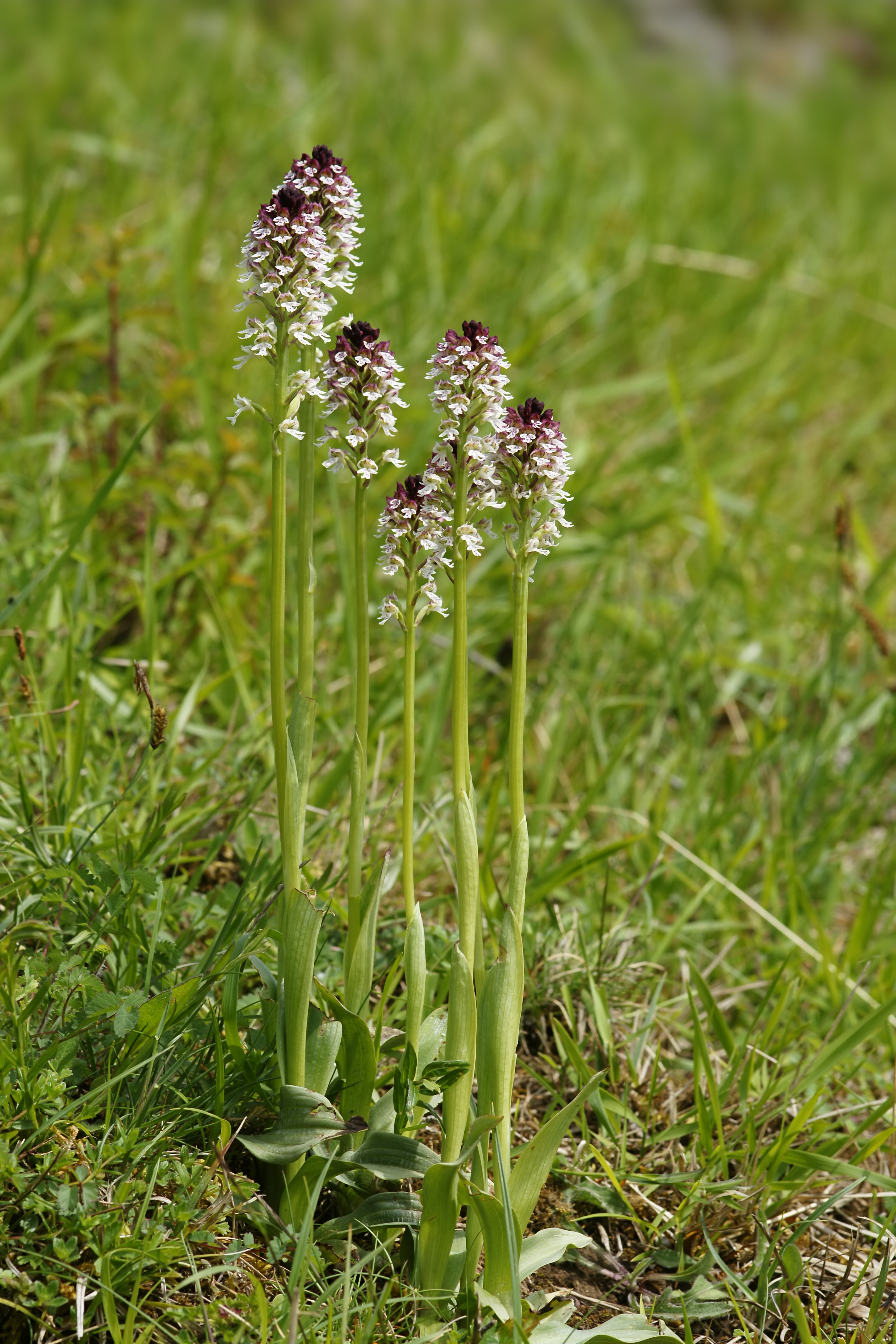 Neotinea ustulata (habitus)