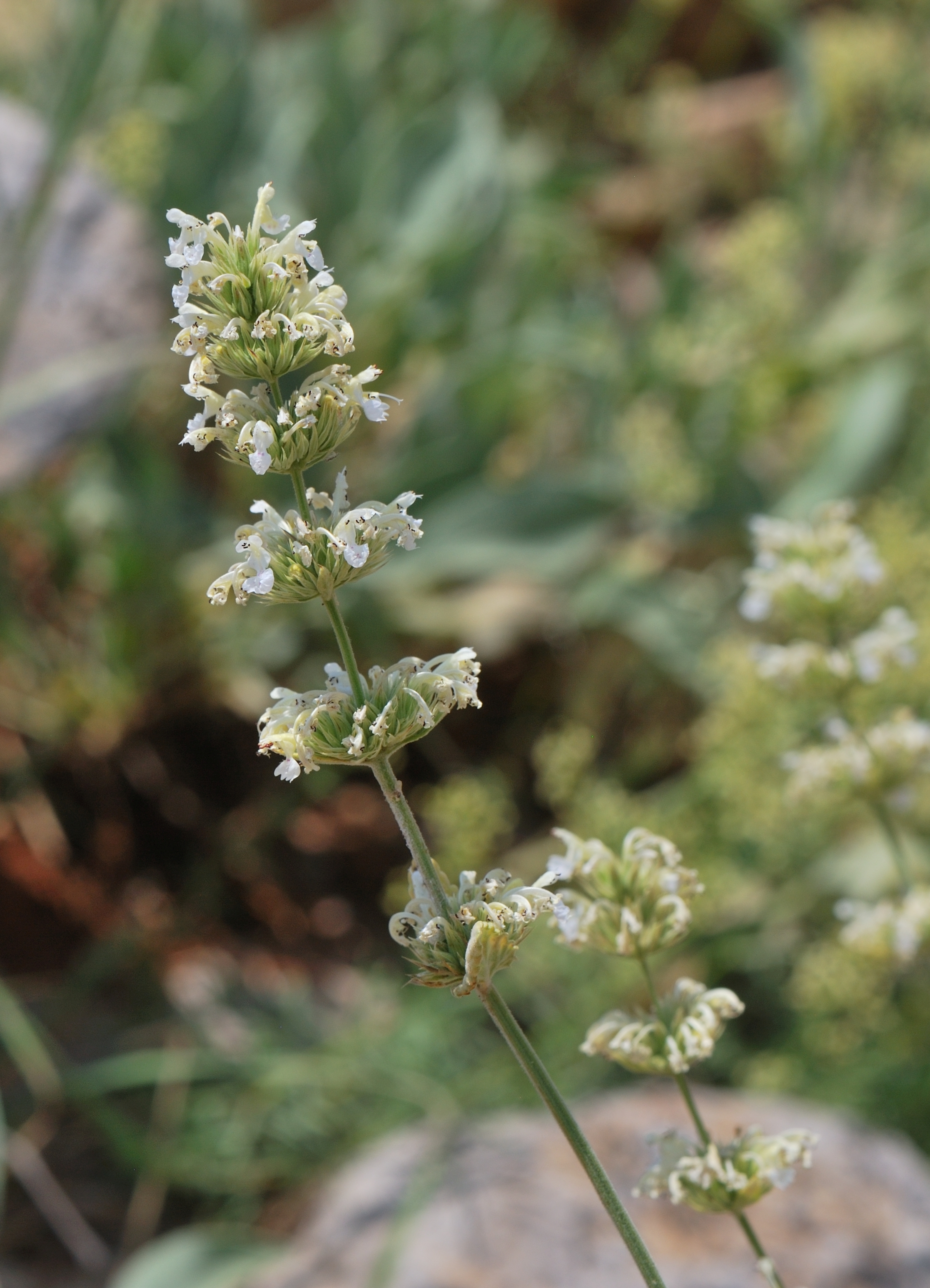 Nepeta italica 1