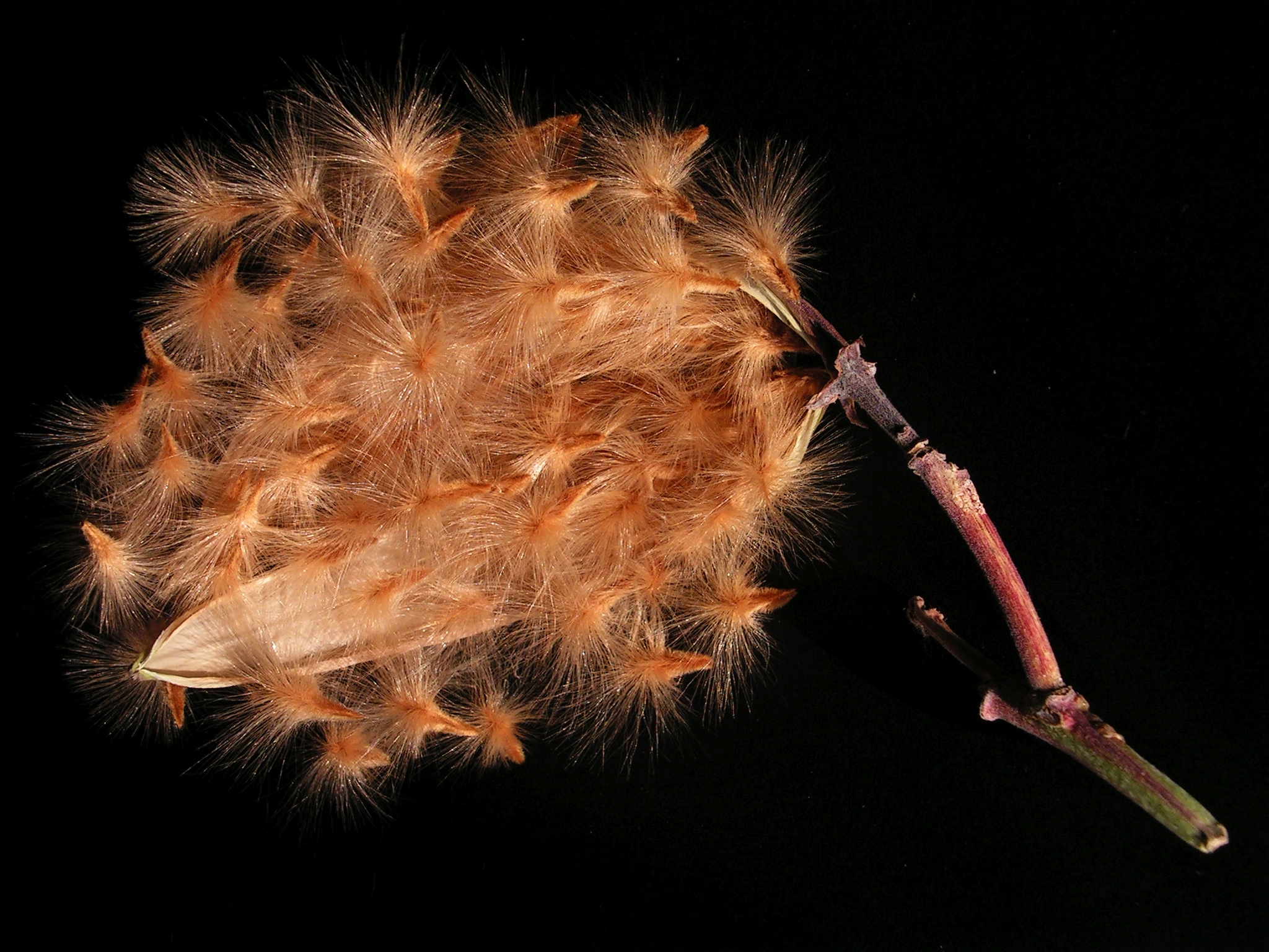 Nerium oleander20130119 36