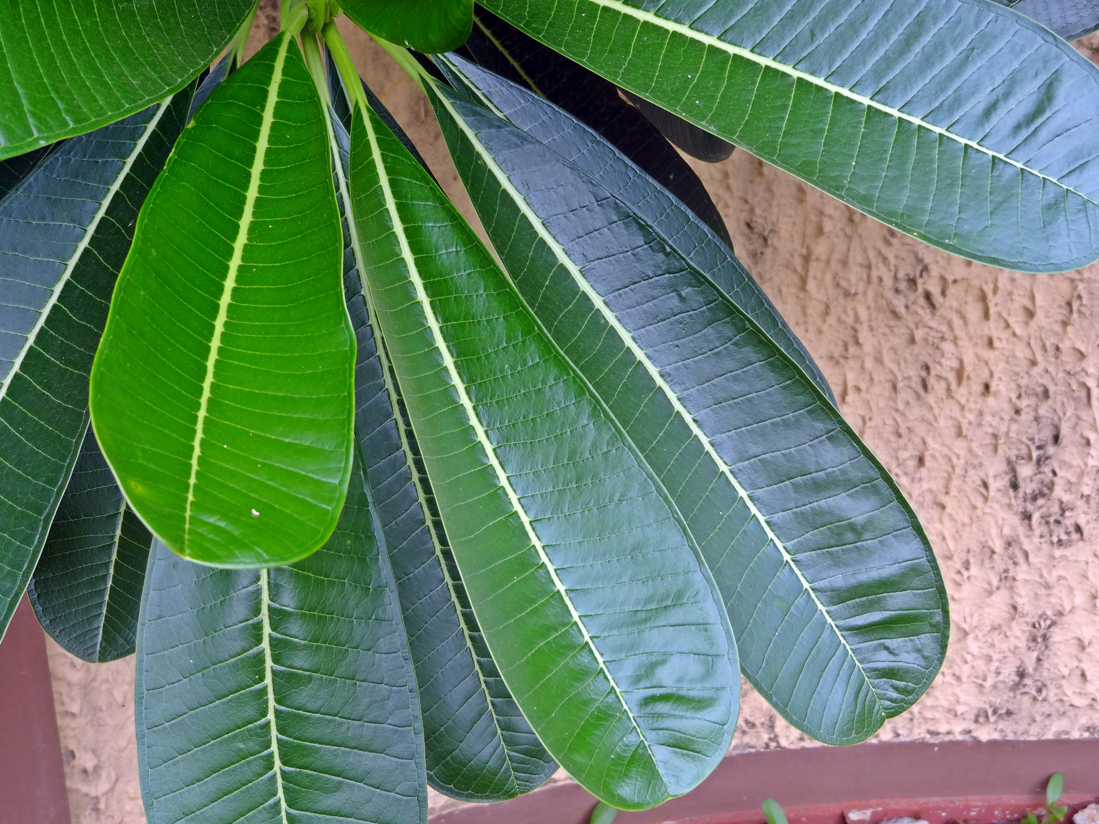 Nerium oleander leaves
