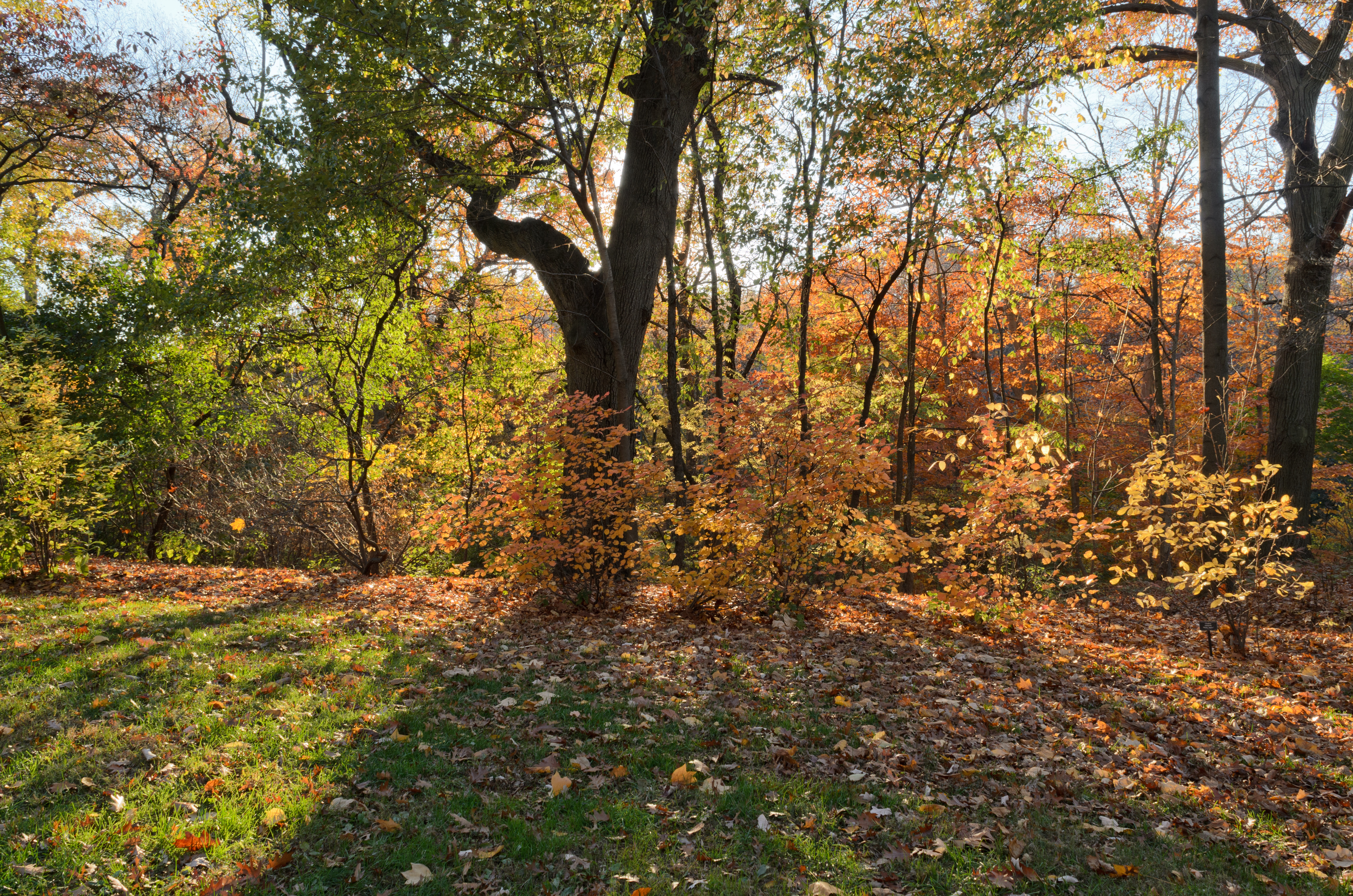 New York Botanical Garden November 2015 003
