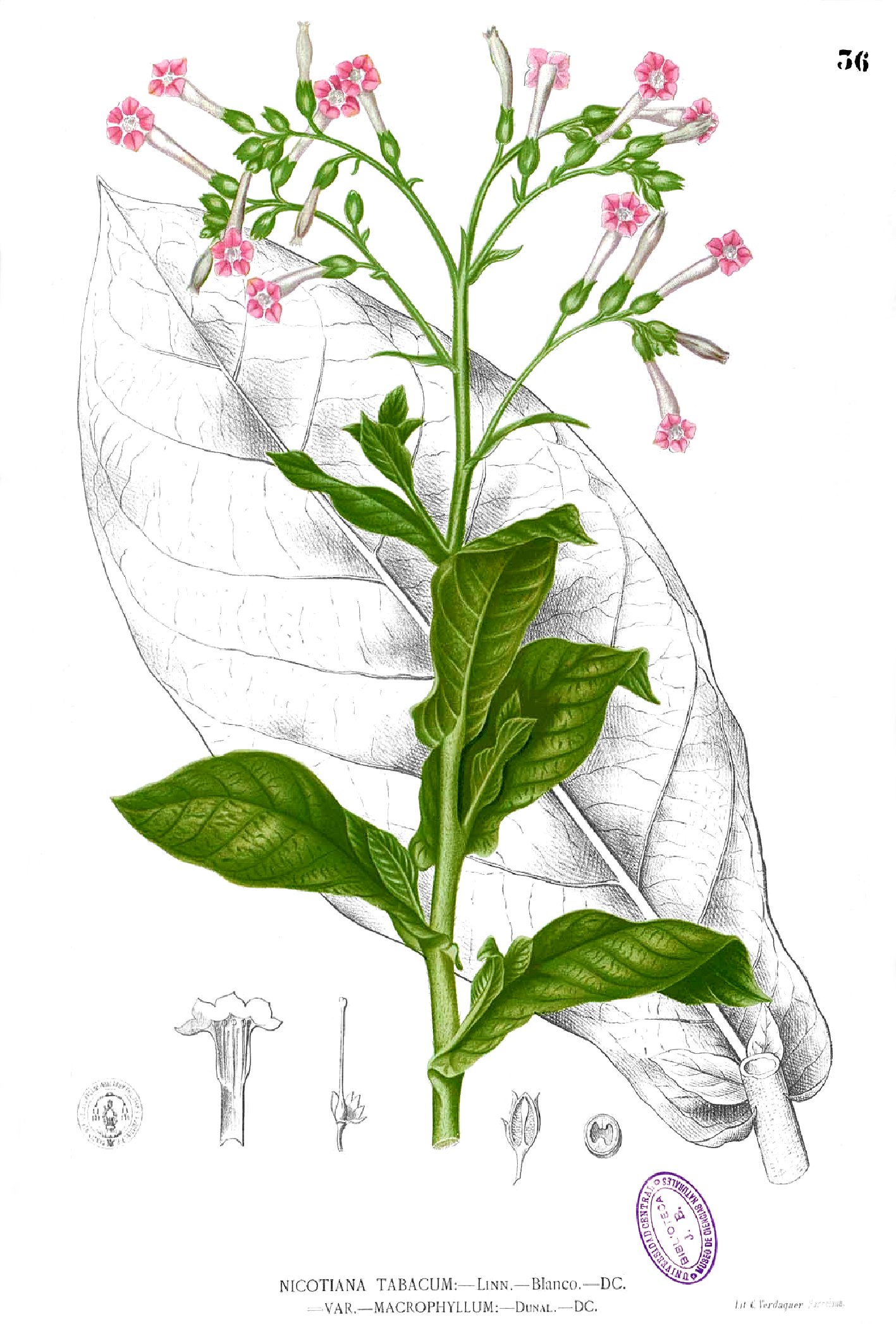 Nicotiana tabacum Blanco1.36