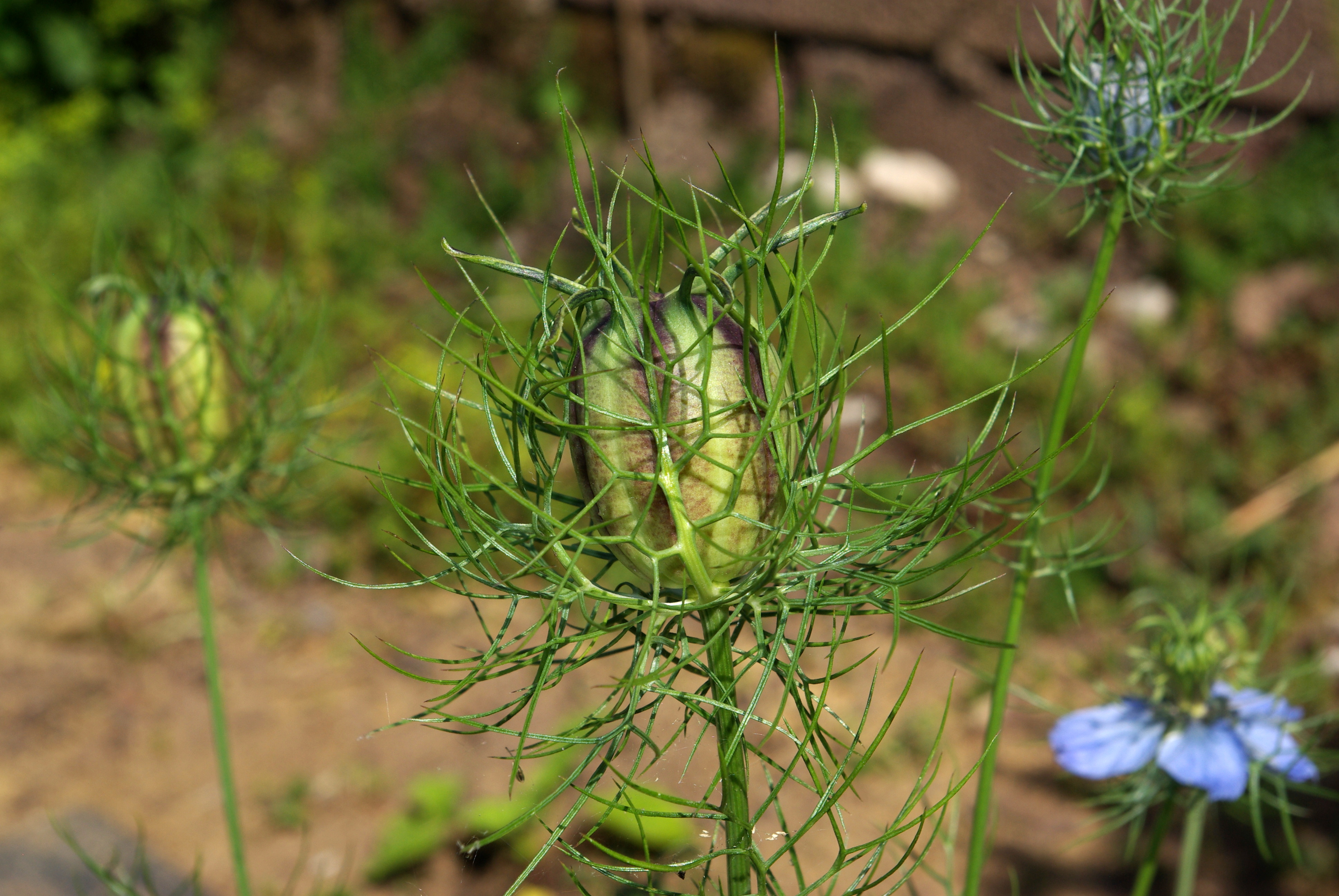 Nigella damascena BW 2014-06-08 16-40-39
