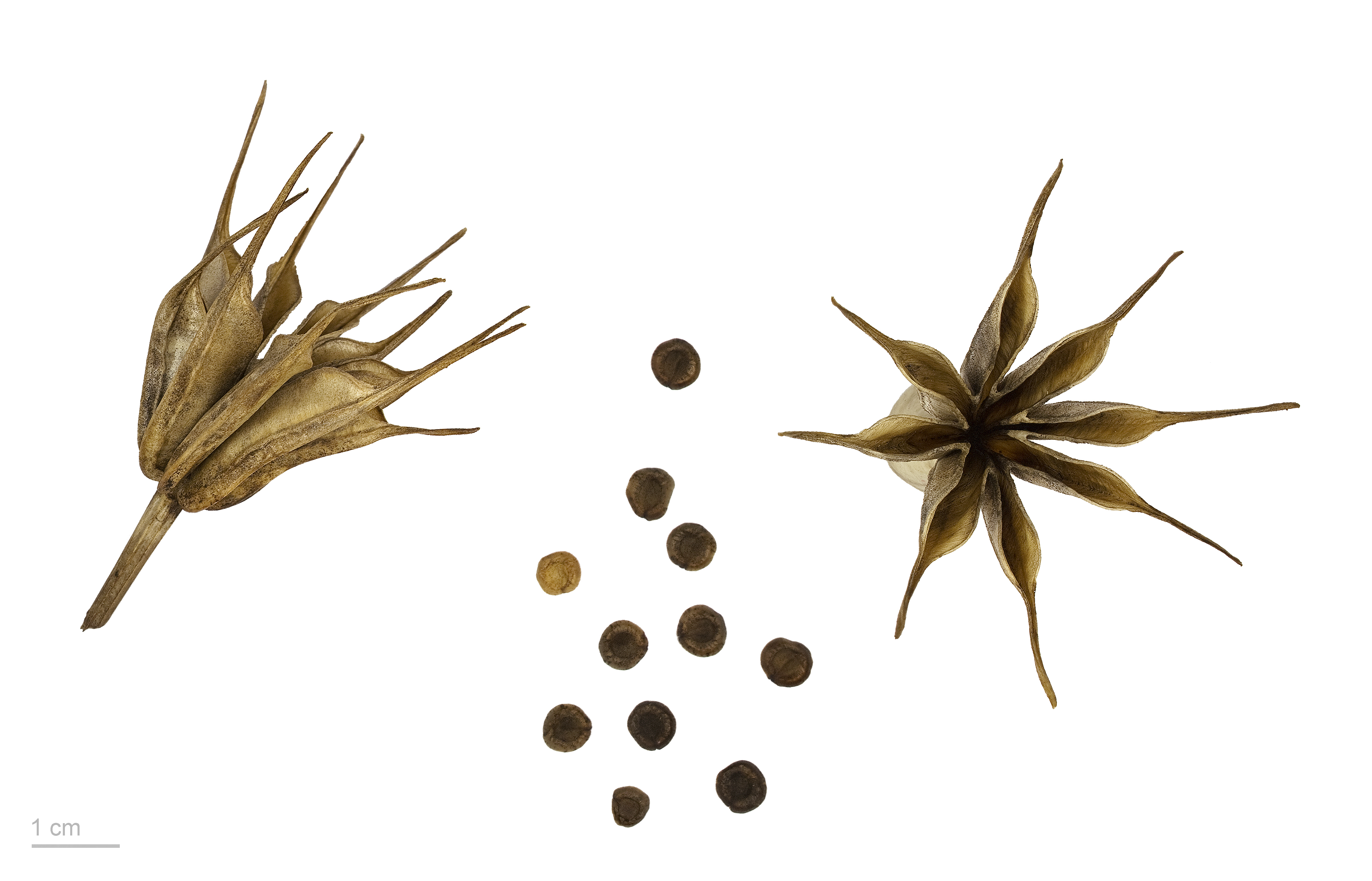 Nigella orientalis MHNT.BOT.2011.3.31