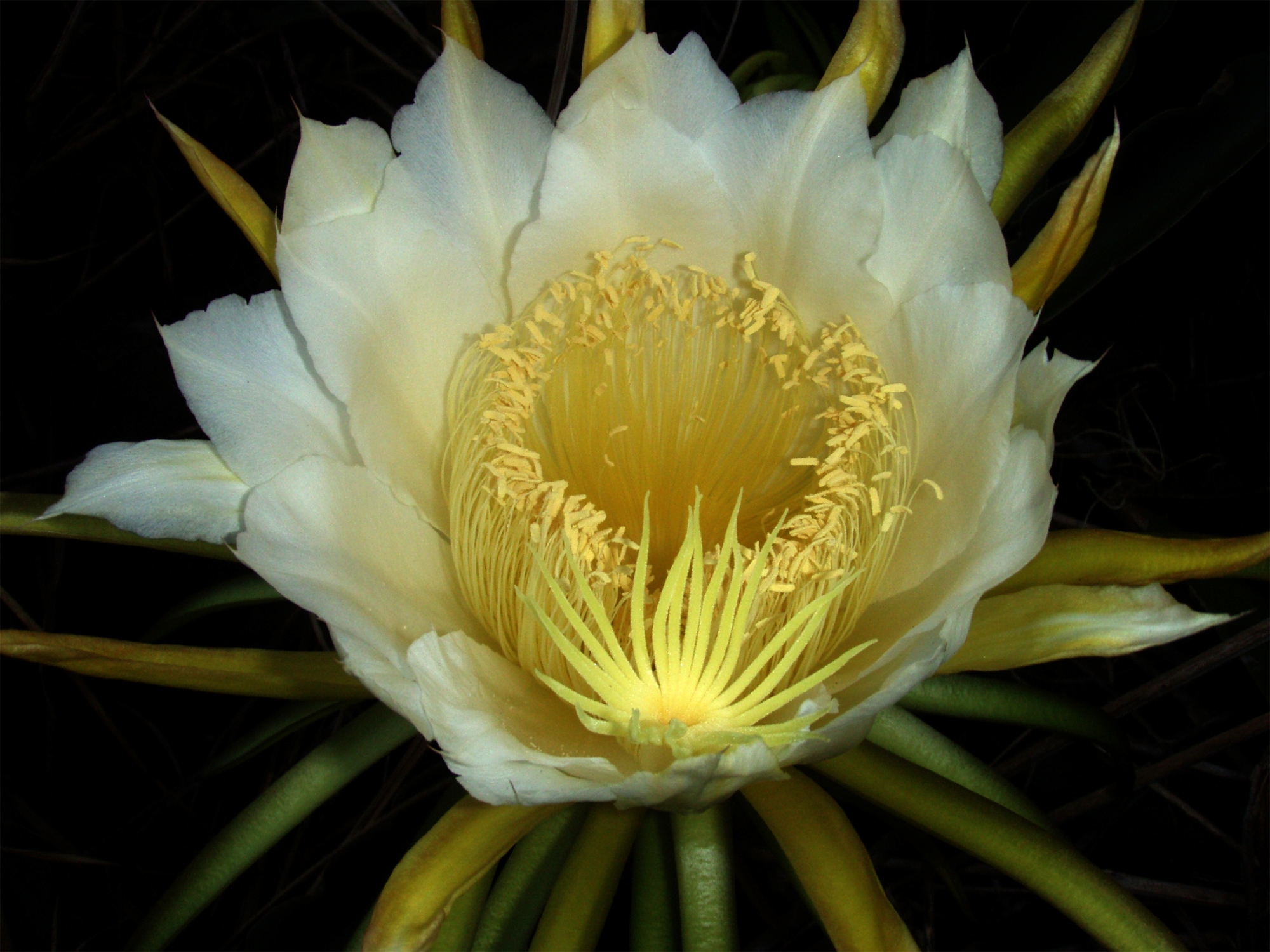Night-blooming cereus paniniokapunahoa