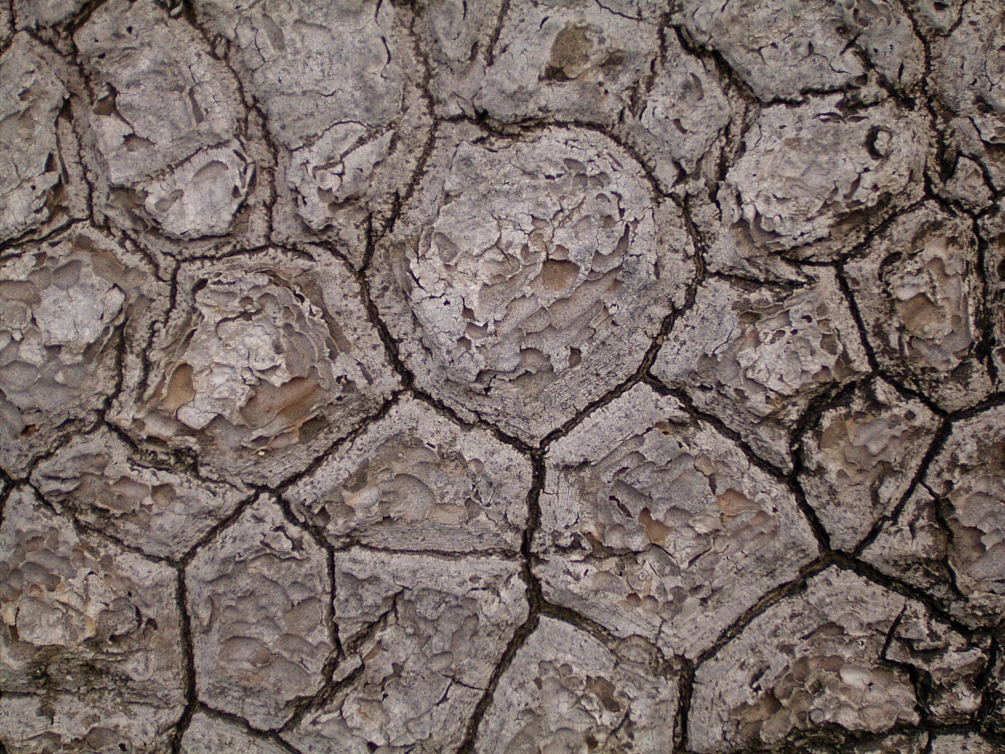 Nolina longifolia 01 ies
