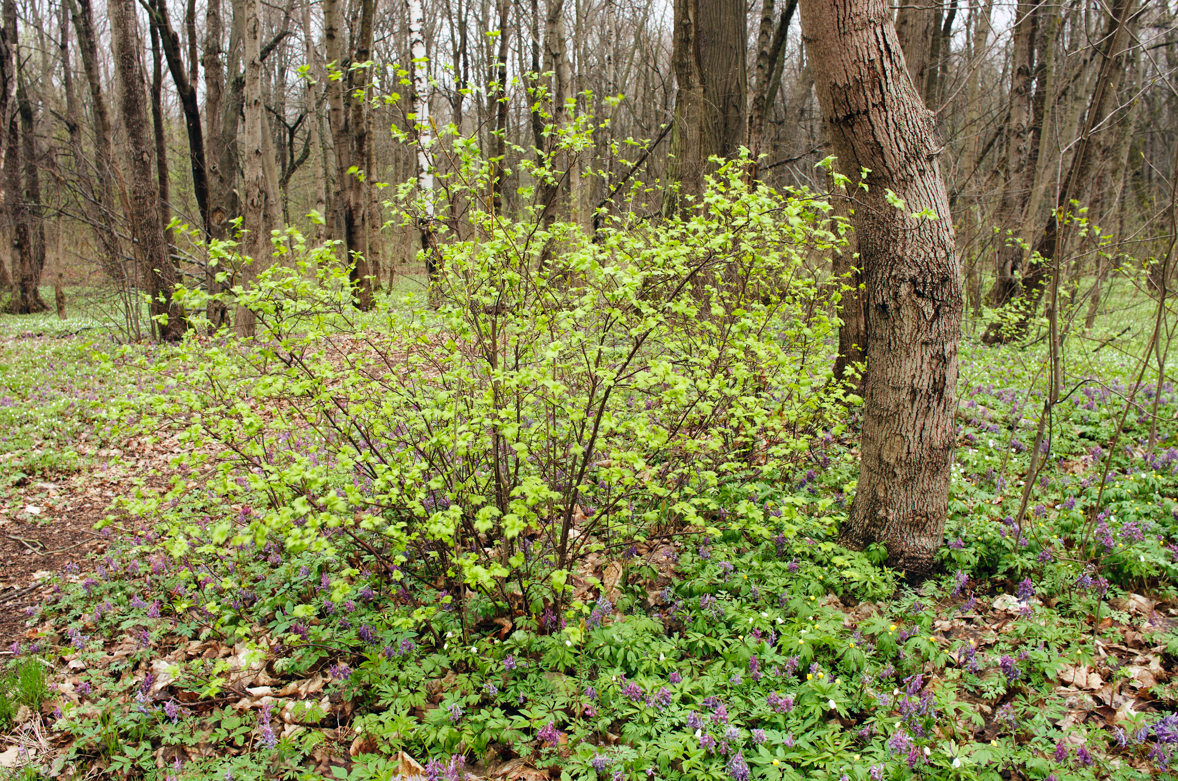 North Shore of Neva Gulf - Blossom