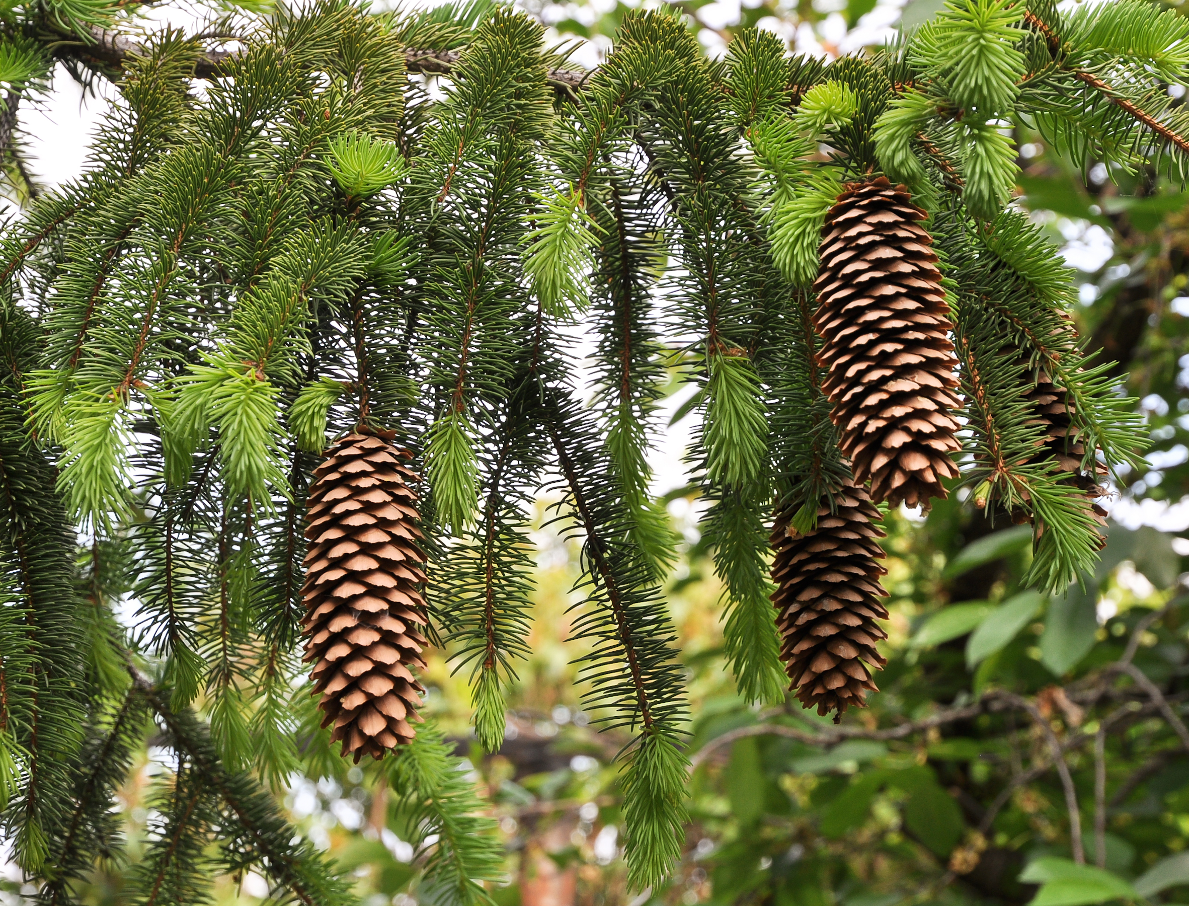 Norway Spruce cones (Picea abies)