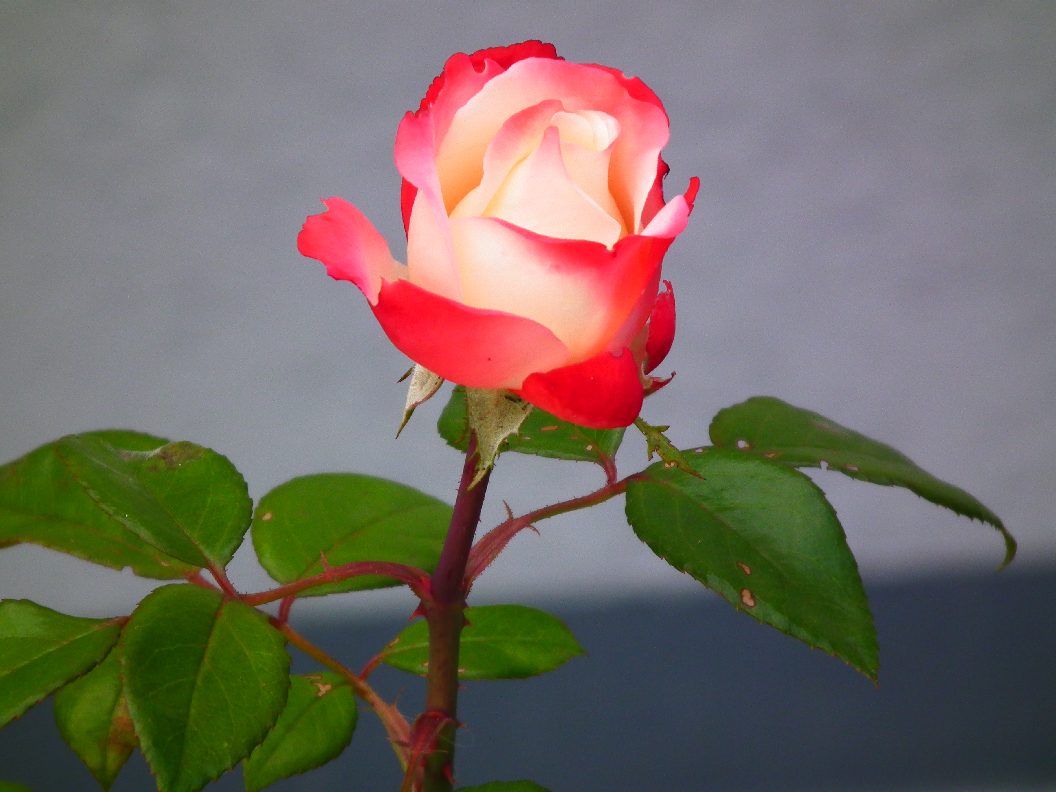 Nostalgie Rose Tantau Juli 2012