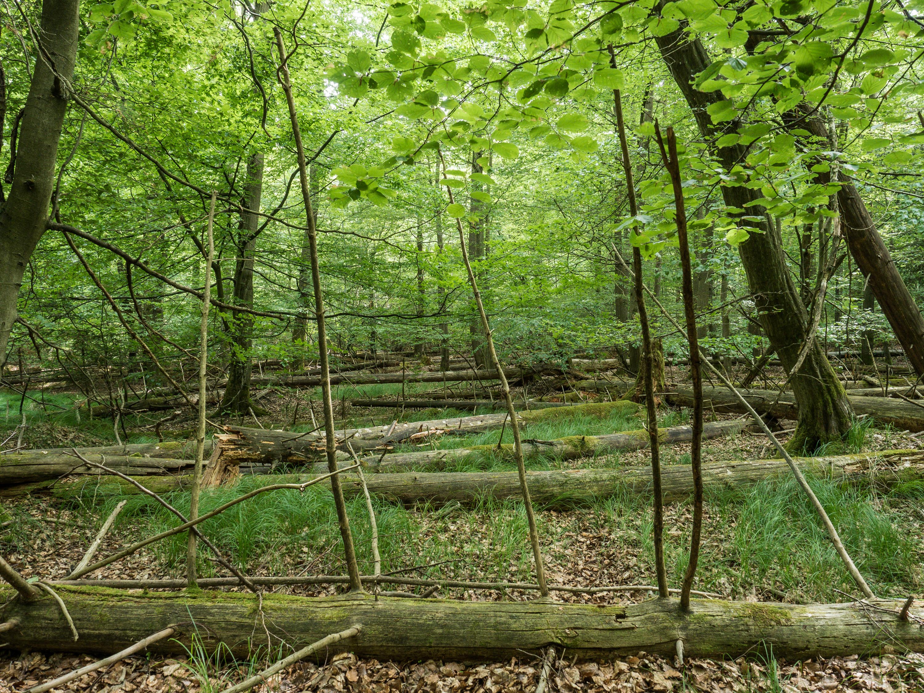 NSG-Ebrach-5317950-HDR