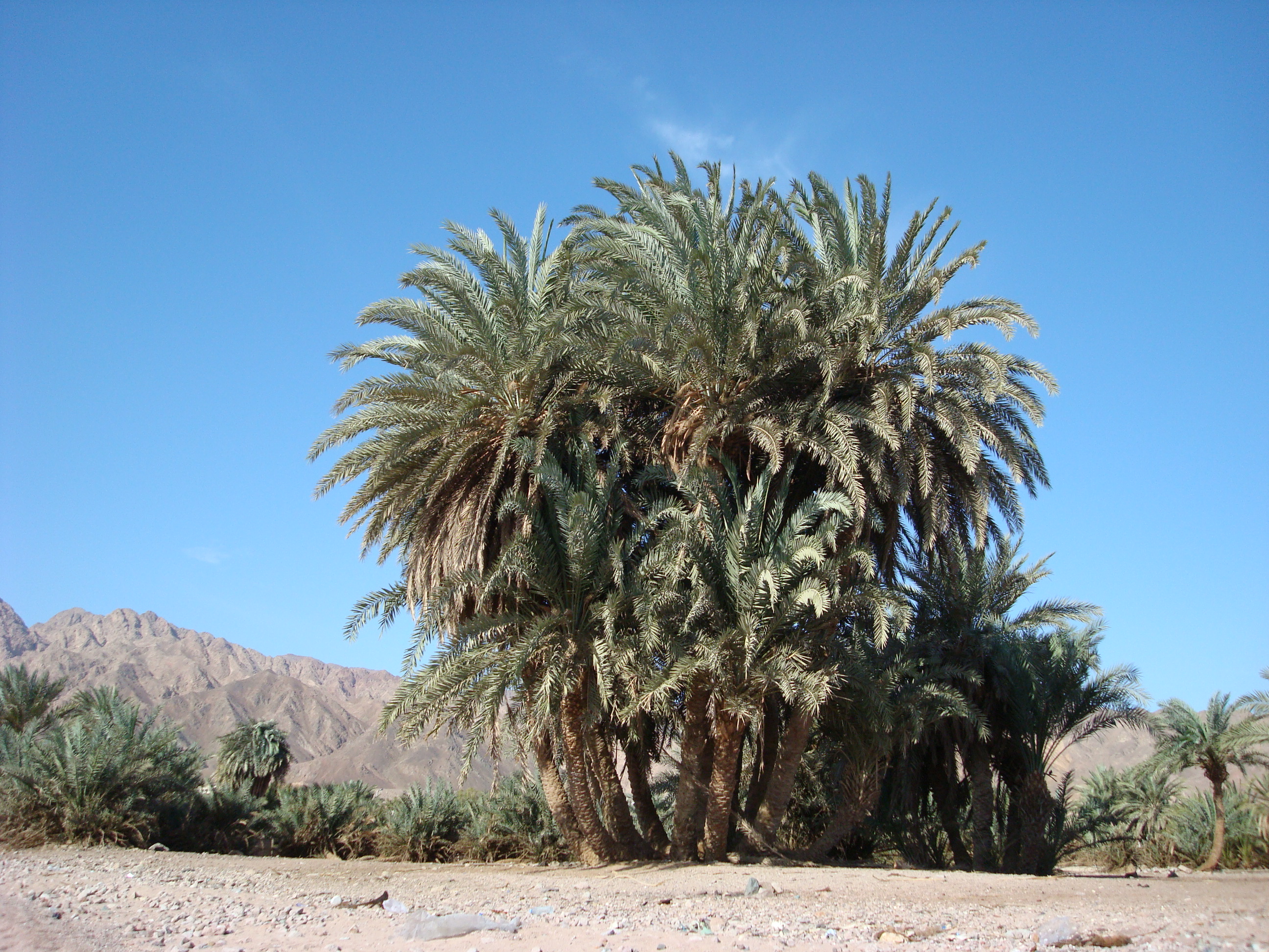 Nuwayba