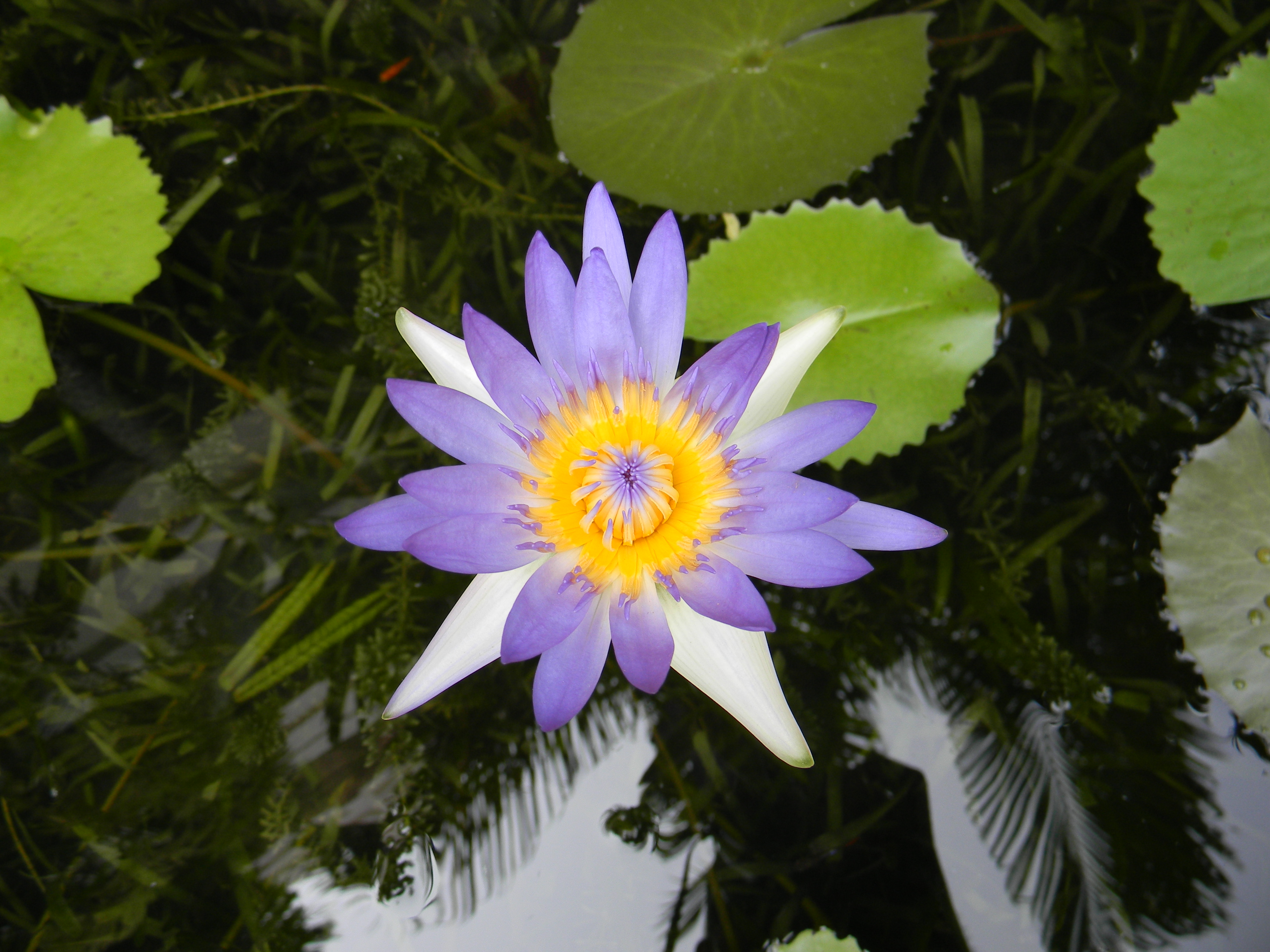 Nymphaea-05