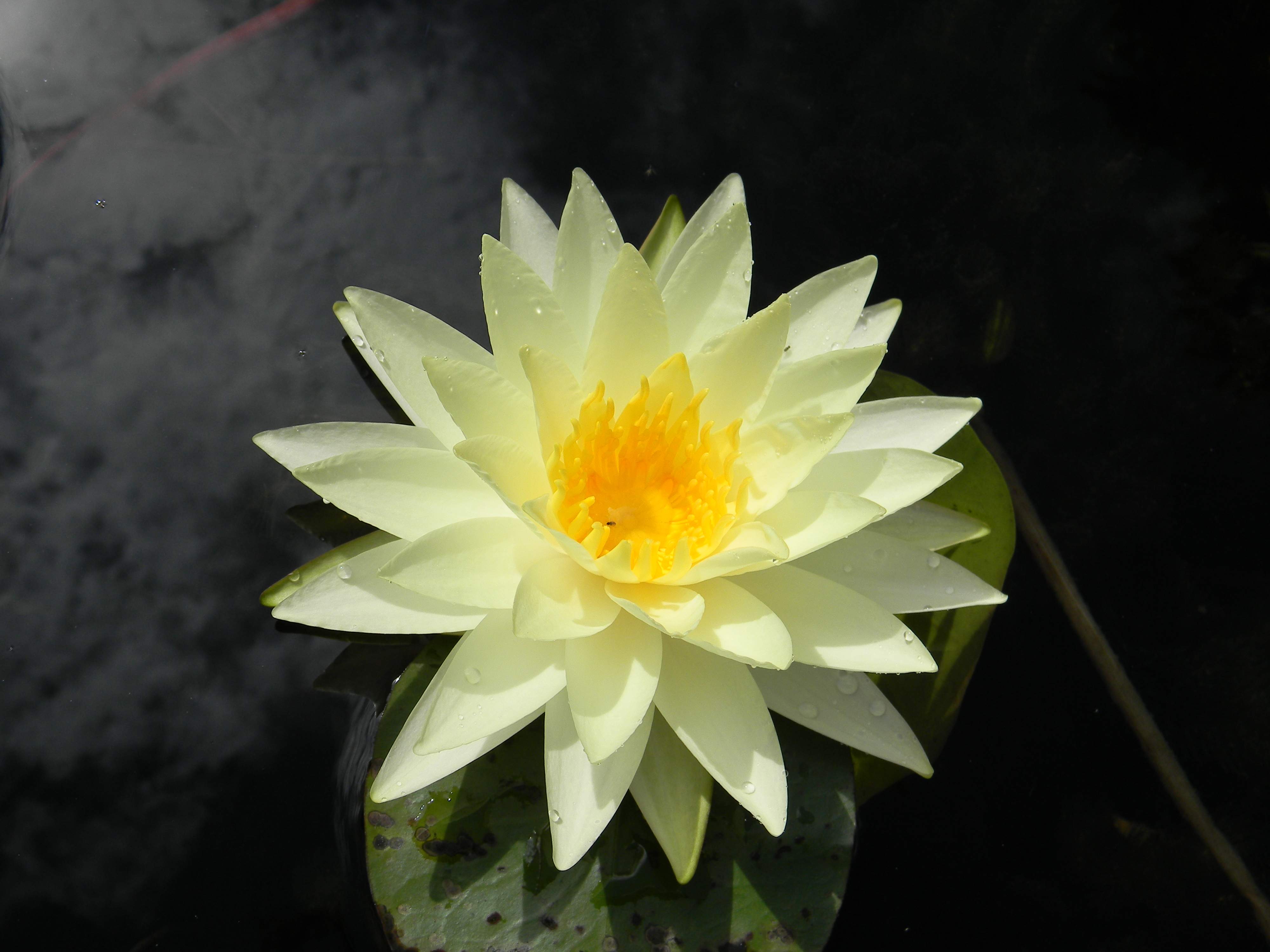 Nymphaea-08