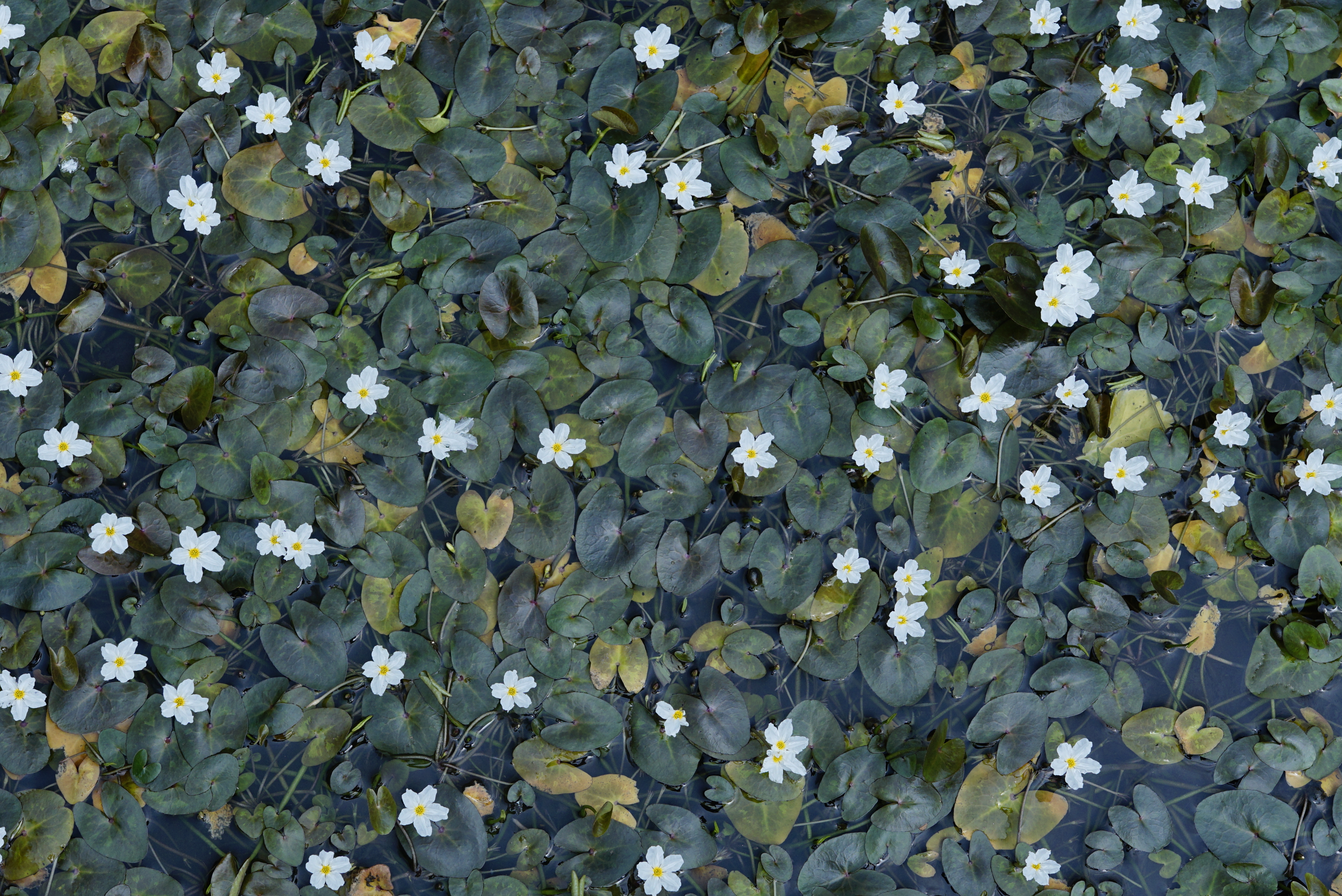 Nymphoides hydrophylla 7898