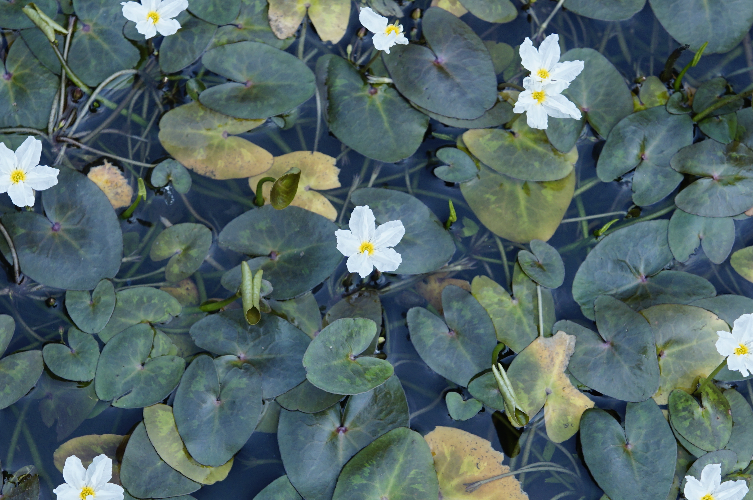 Nymphoides hydrophylla 7902