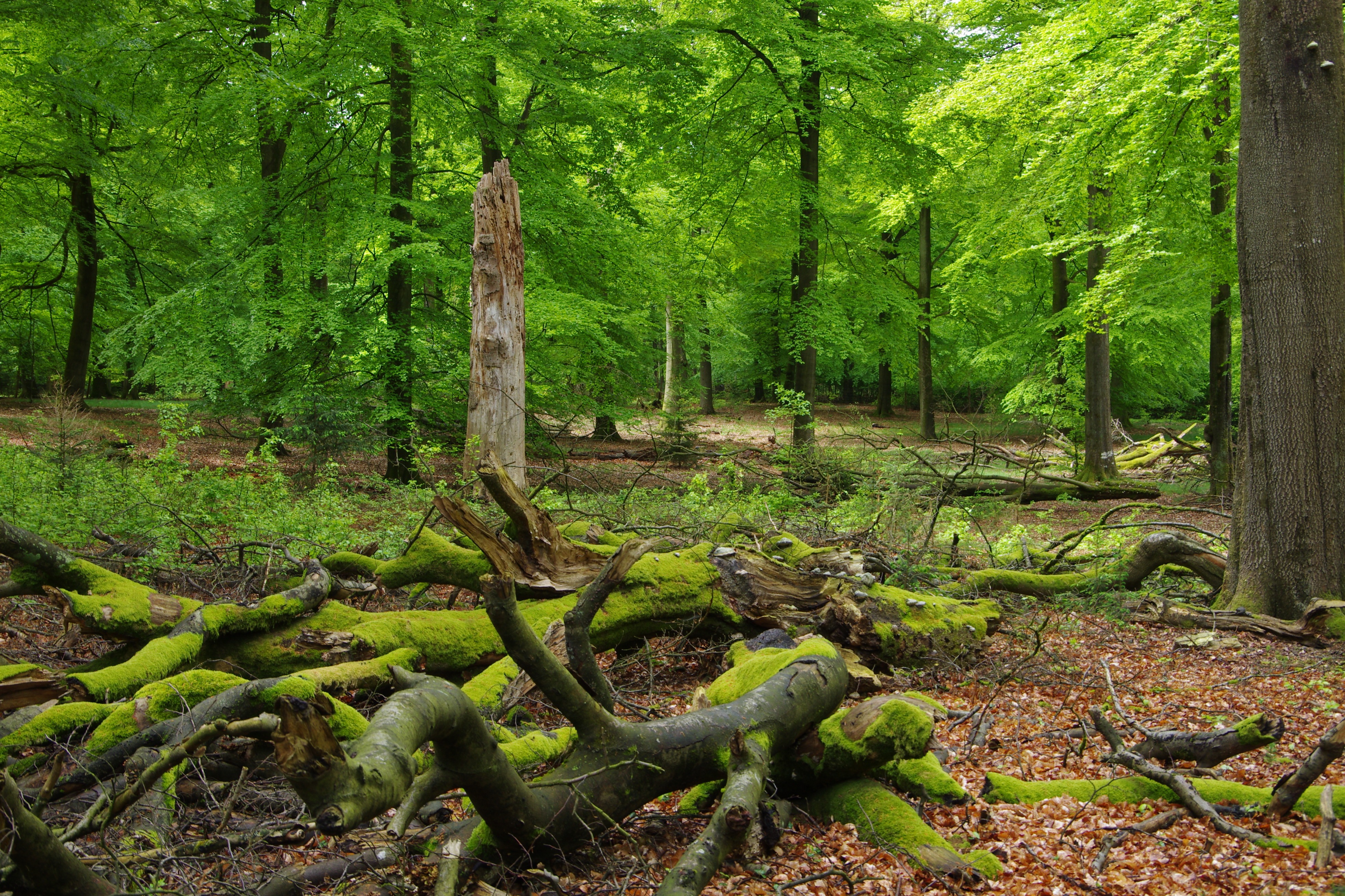 O ForstSH Naturwald Buchholz Nasse010