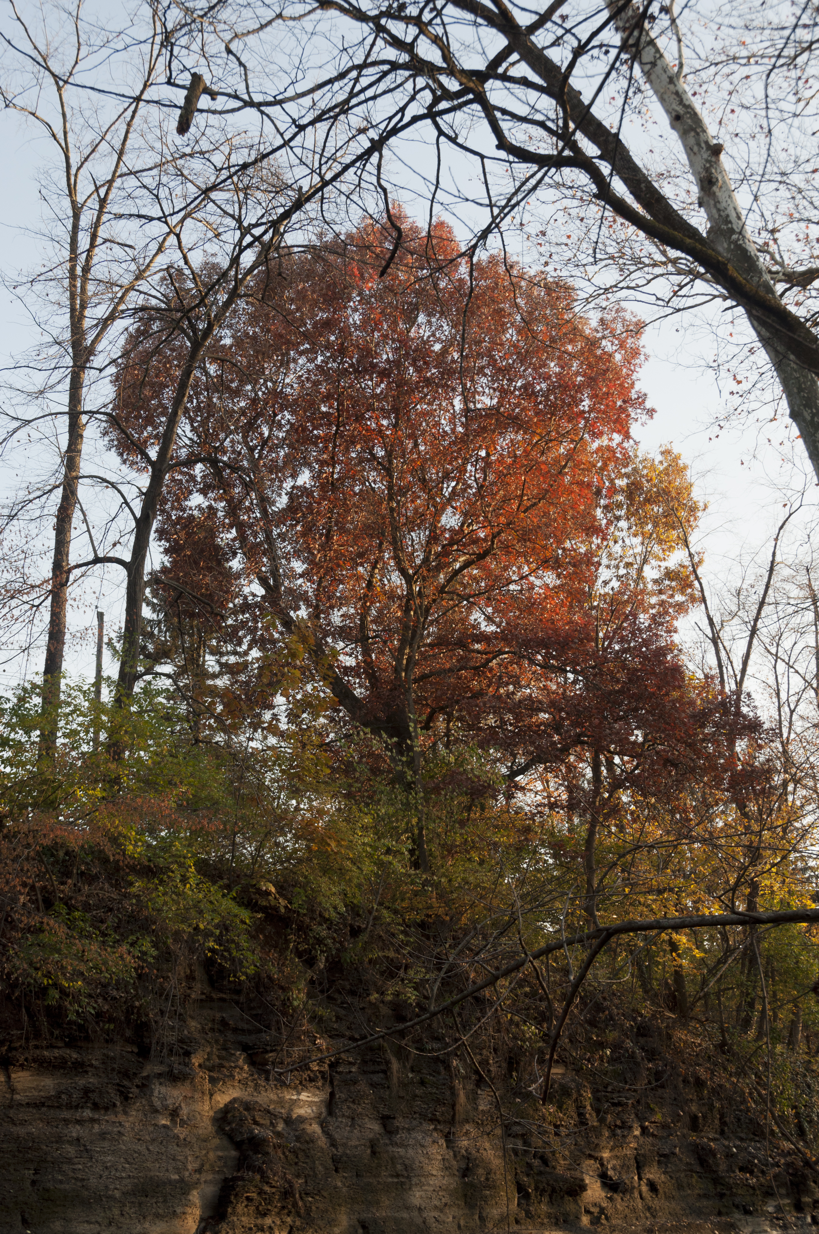 Oak above Rocky Fork Creek 1