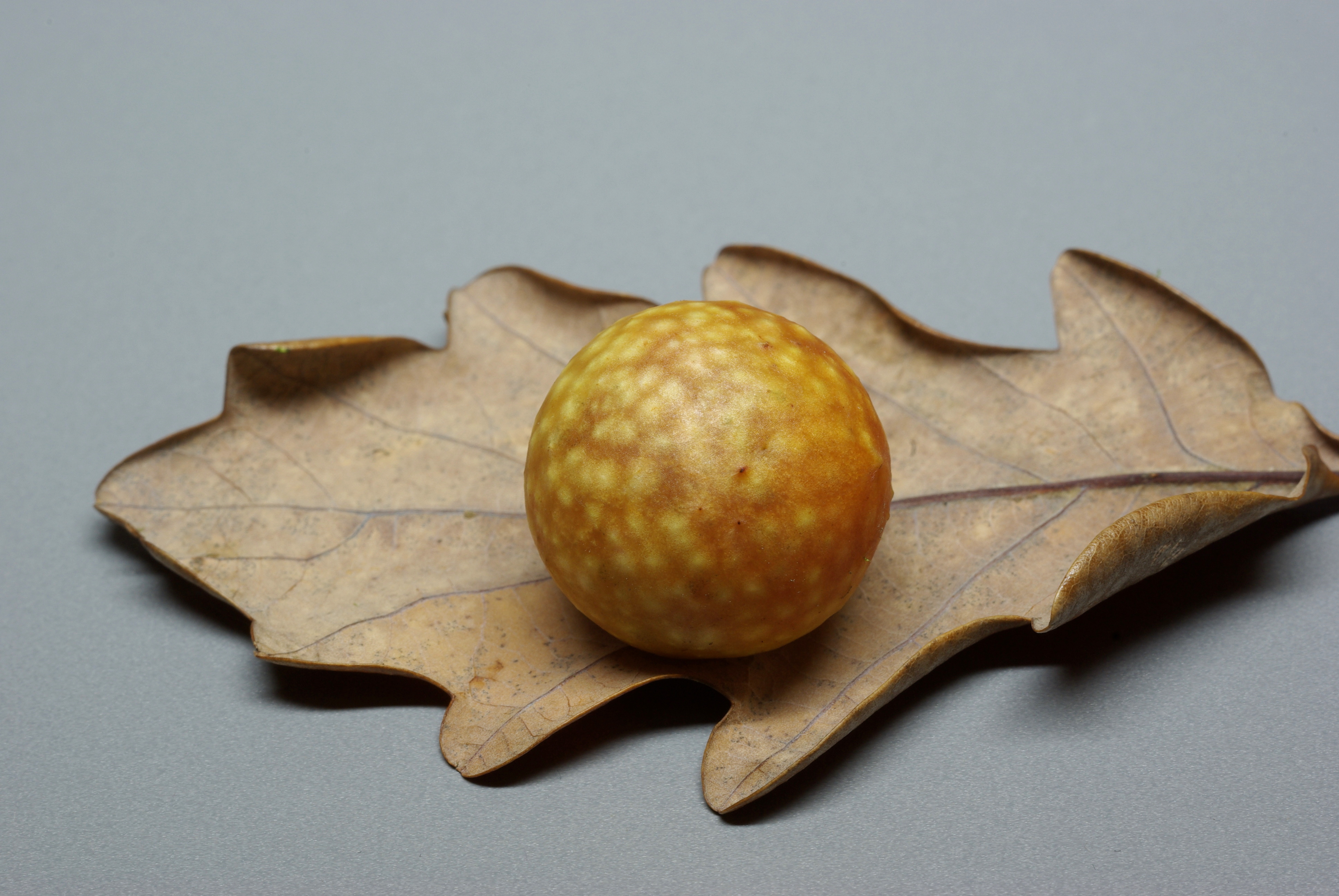 Oak apple BW 2014-11-16 20-35-06