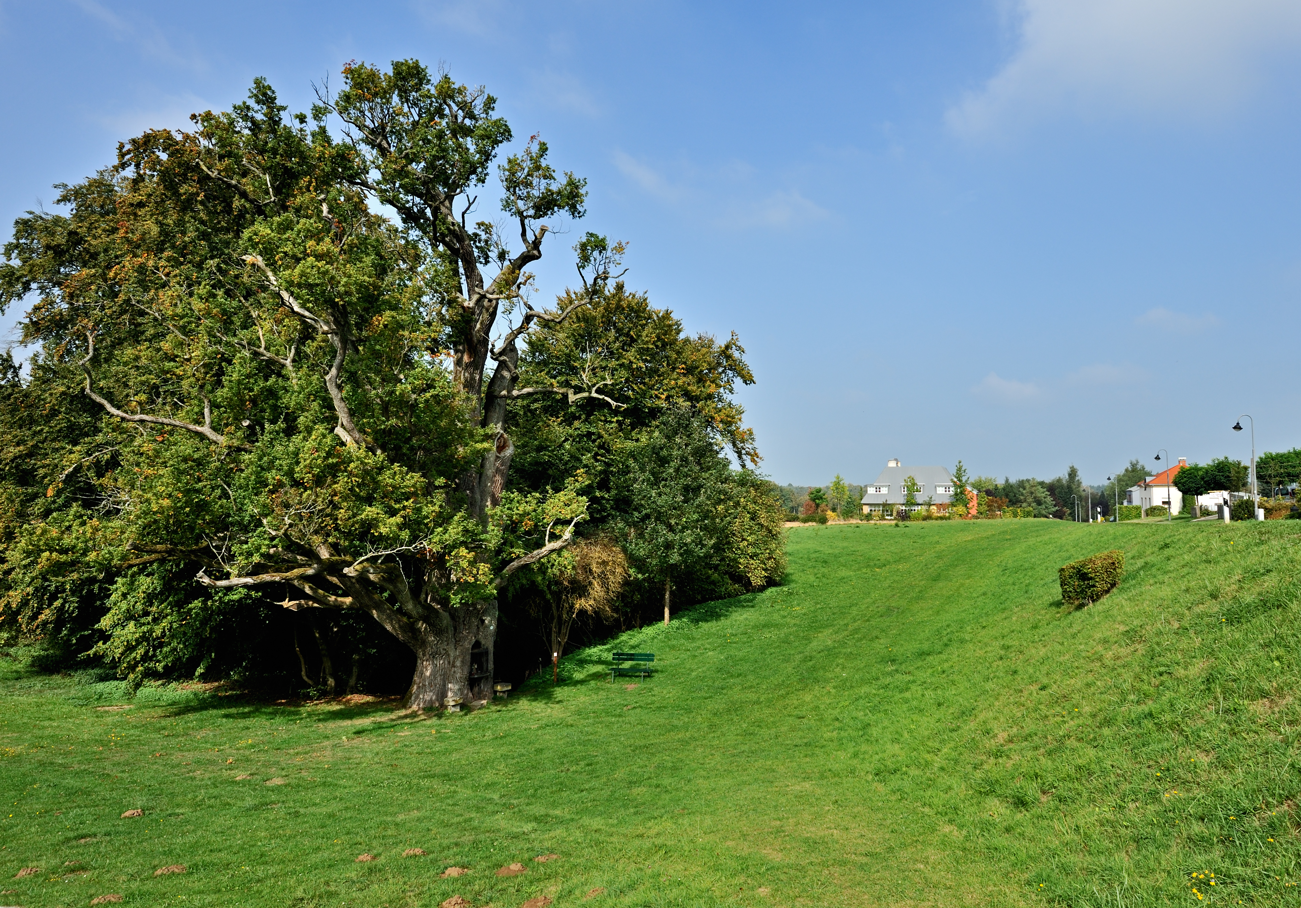 Oak at Hersberg, Luxemb 02