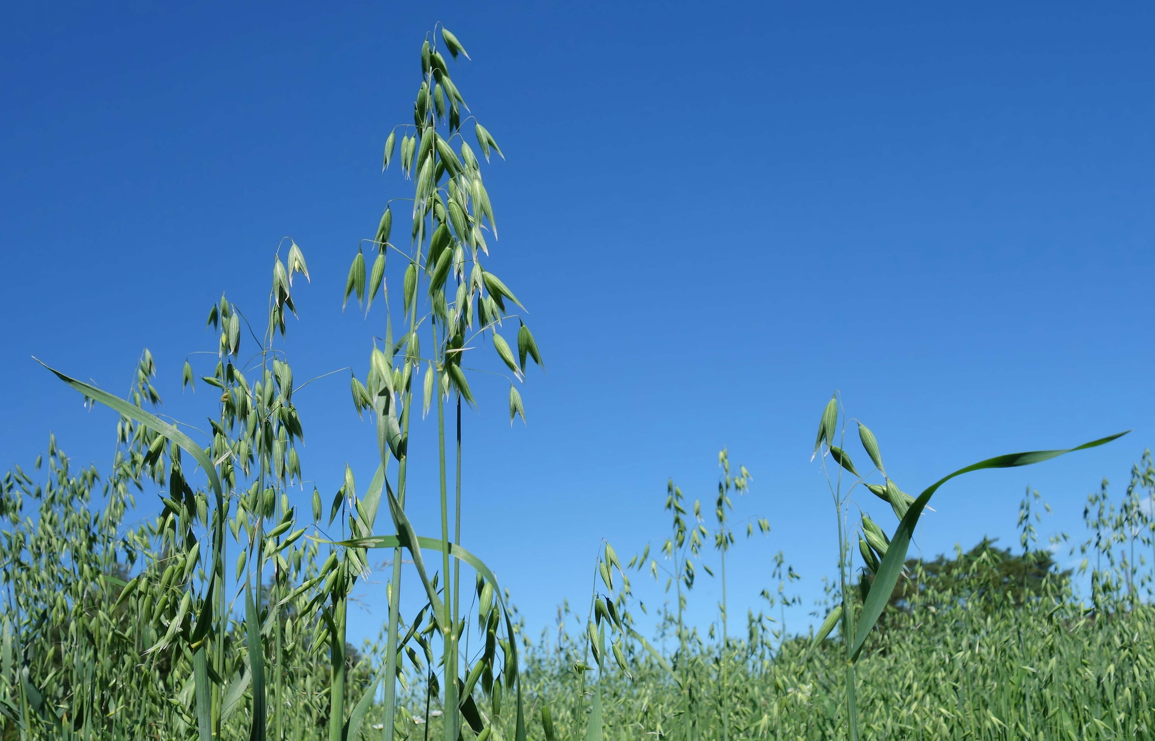 Oats in a field