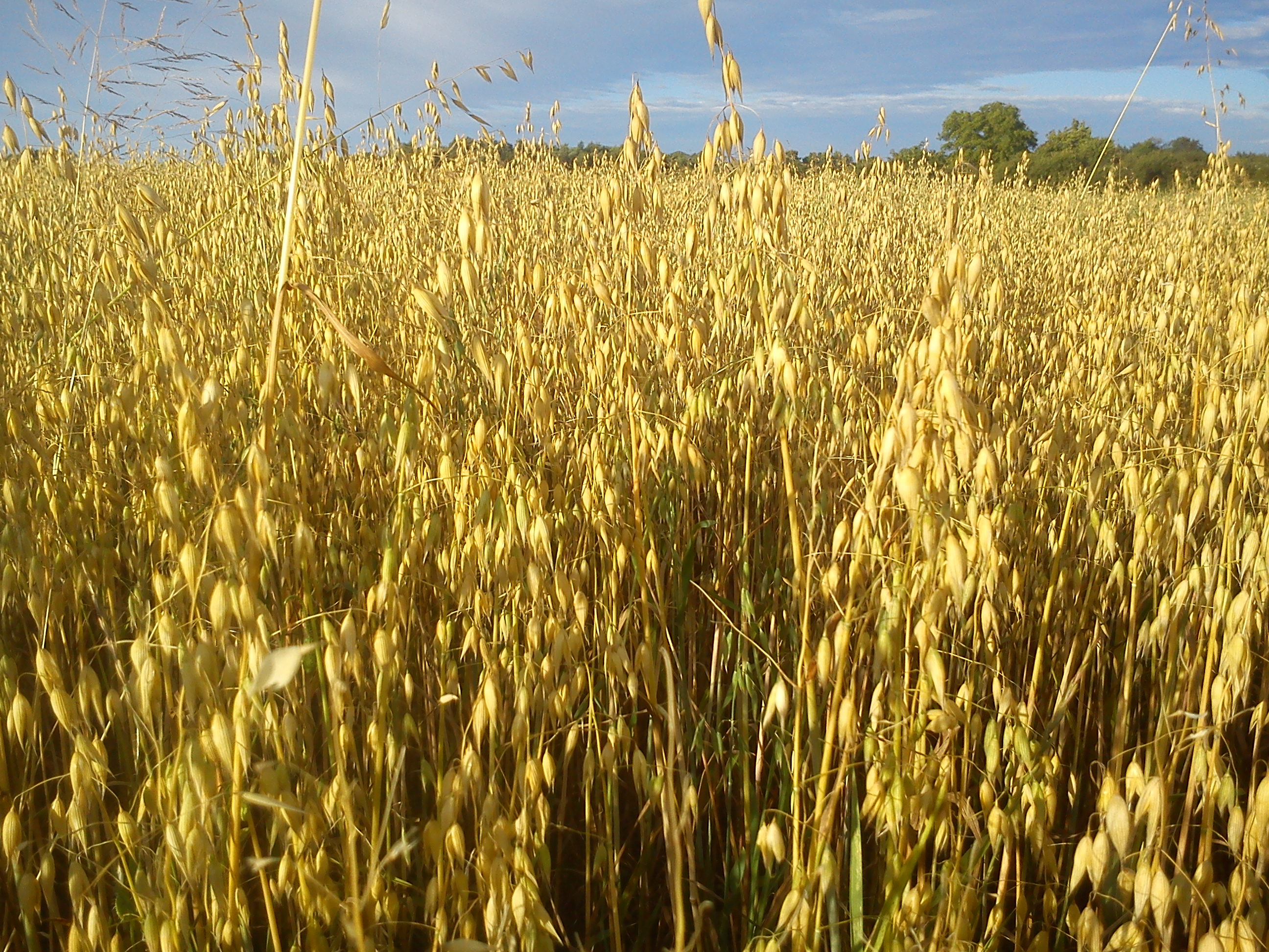Oats Poznan Morasko