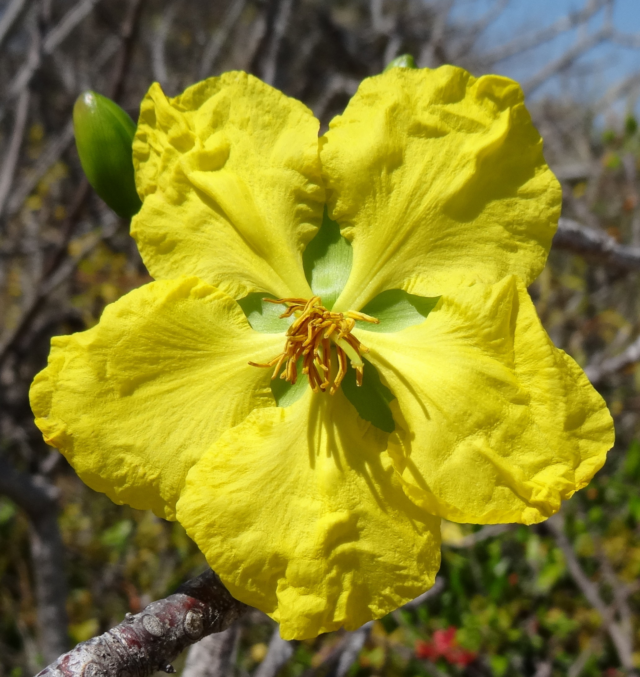 Ochna - Mecufi (9931836694)
