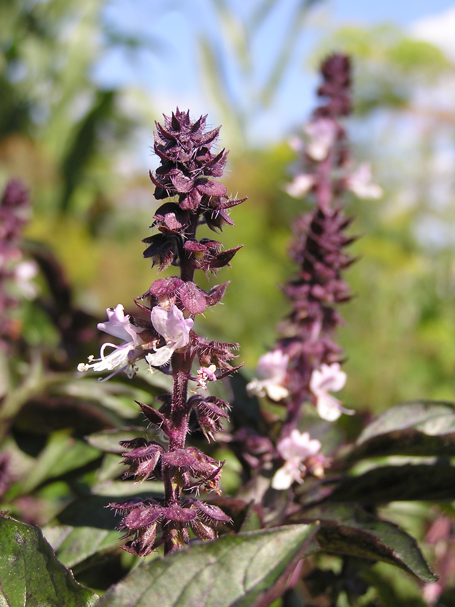 Ocimum basilicum flowers in Crimea