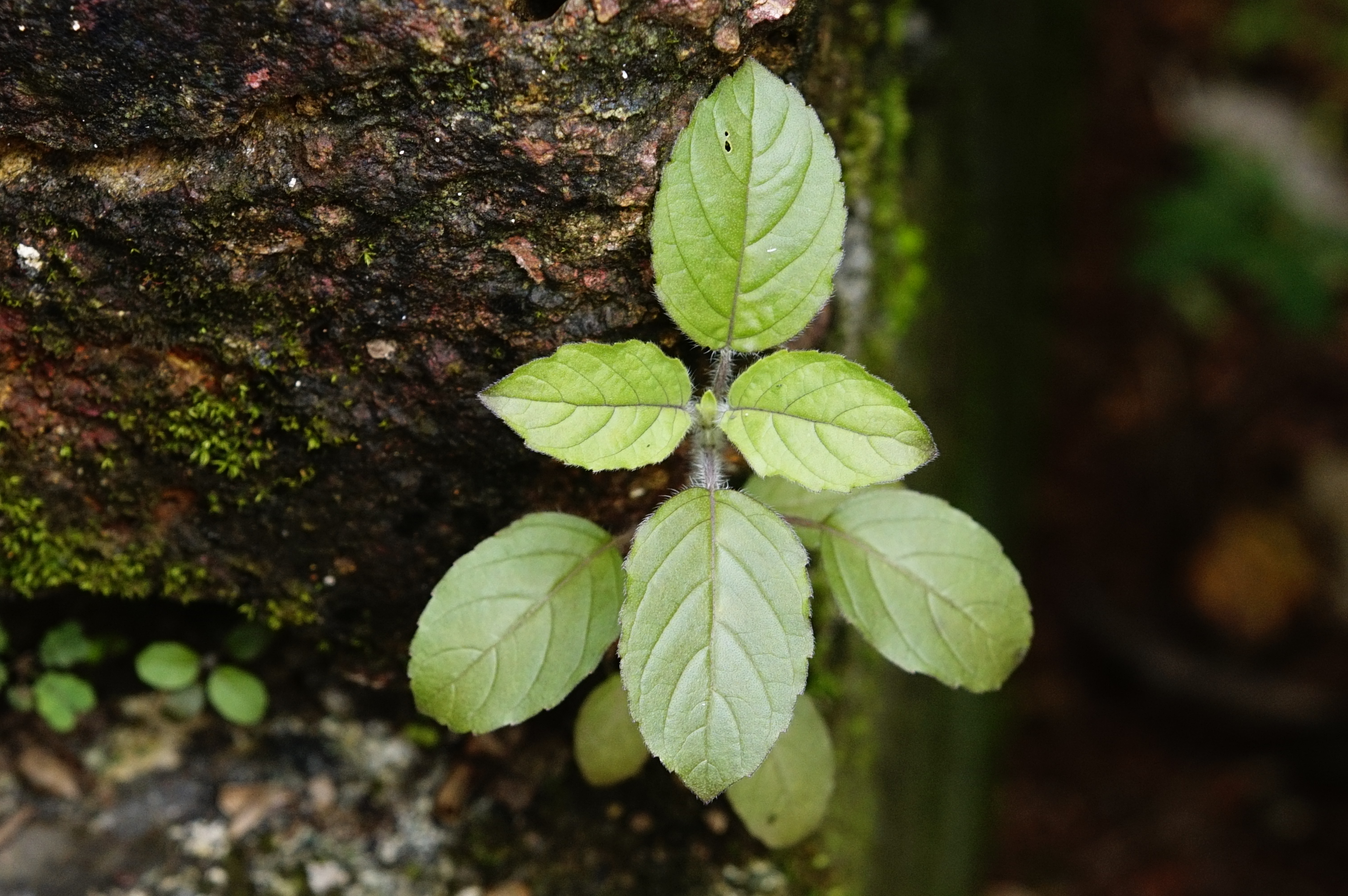 Ocimum tenuiflorum 5725