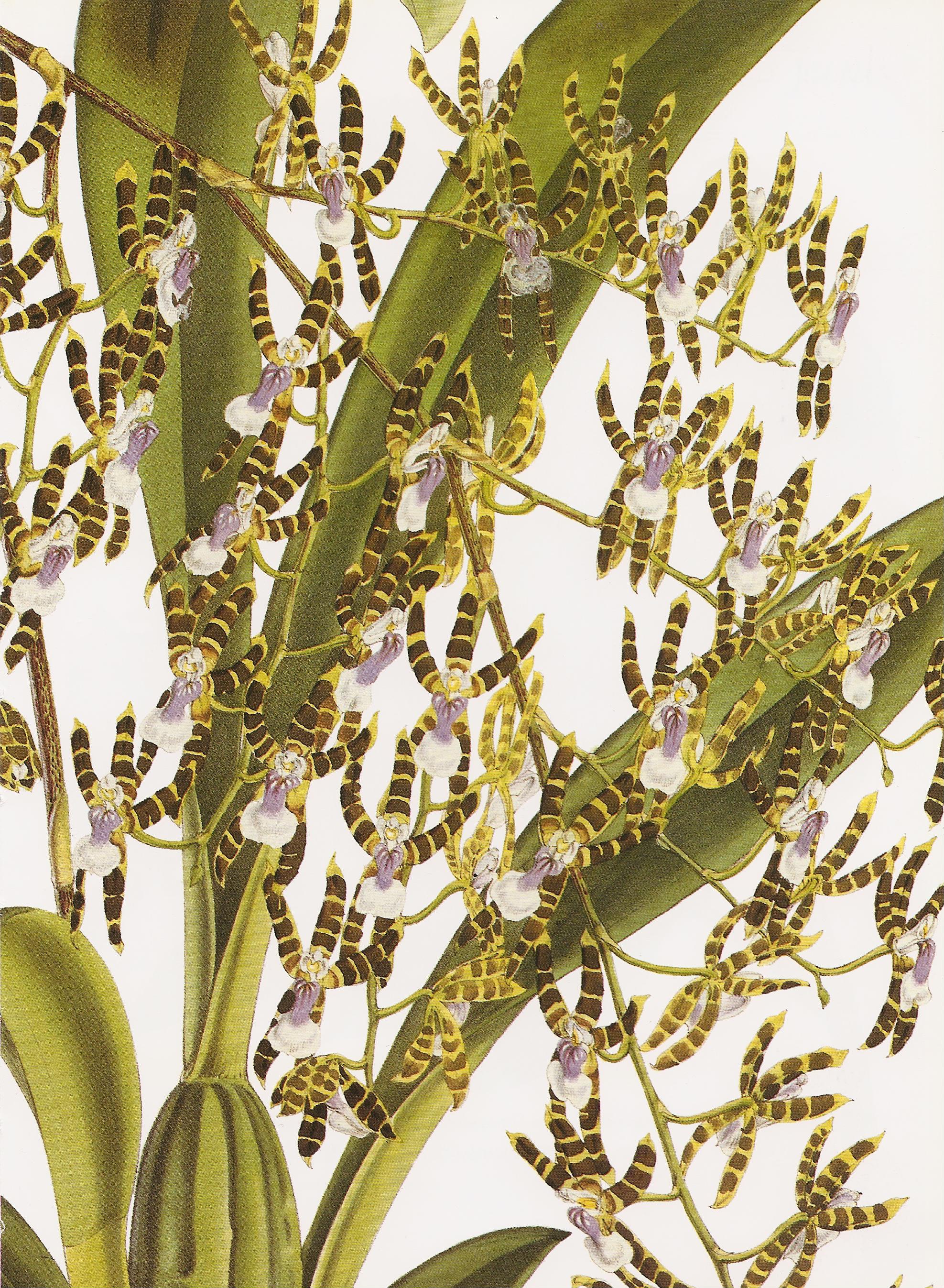 Odontoglossum laeve RHS