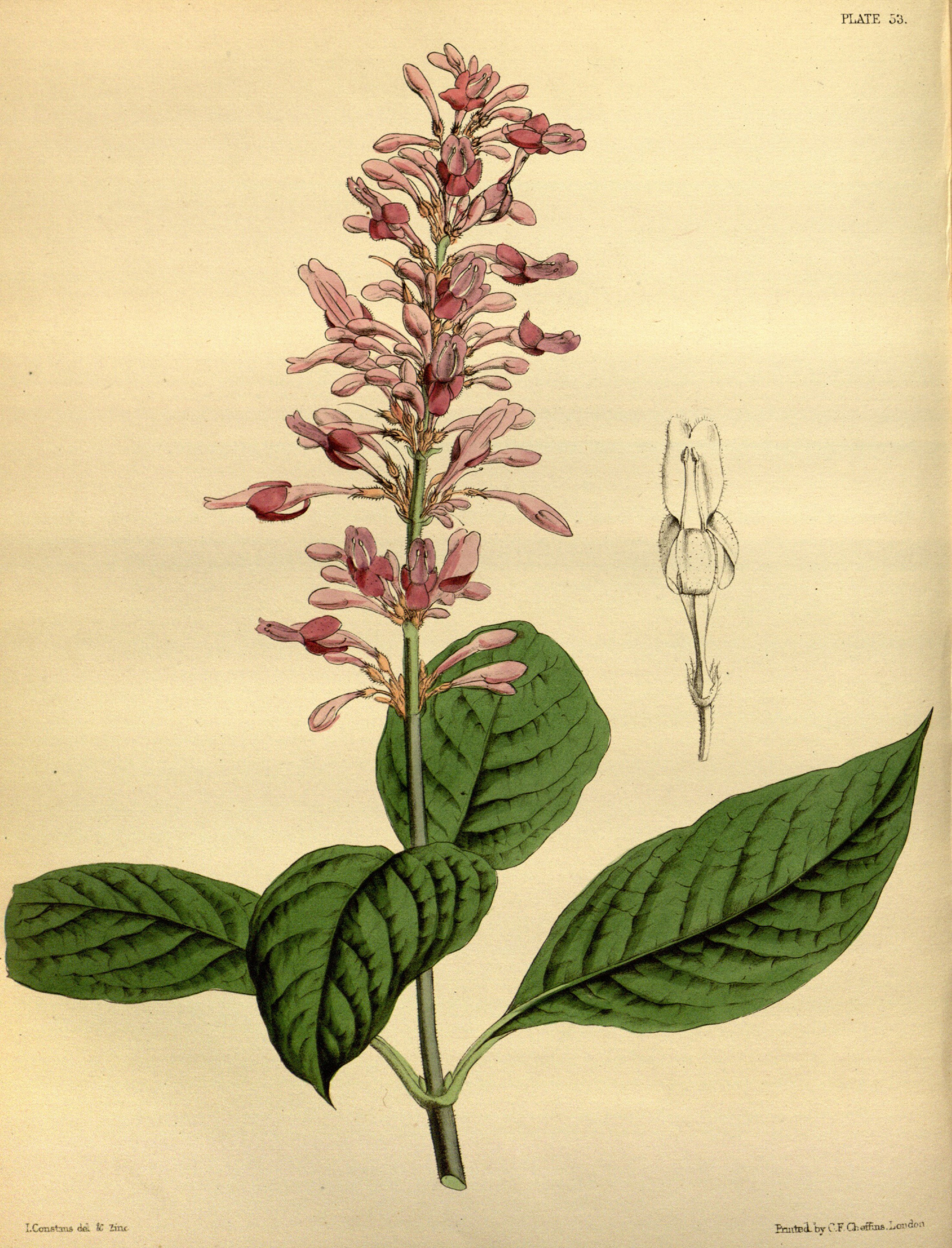 Odontonema callistachyum Paxton 053